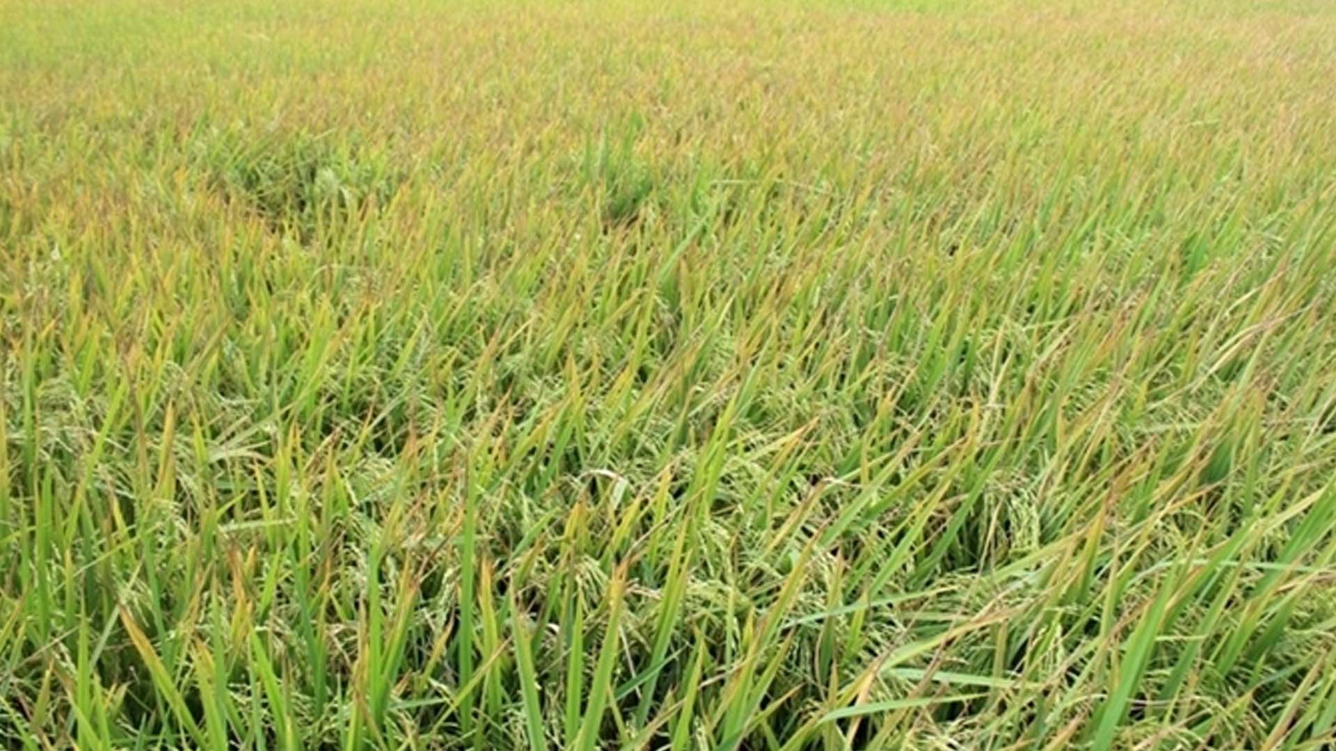 Tăng diện tích lúa để nắm bắt thời cơ xuất khẩu gạo