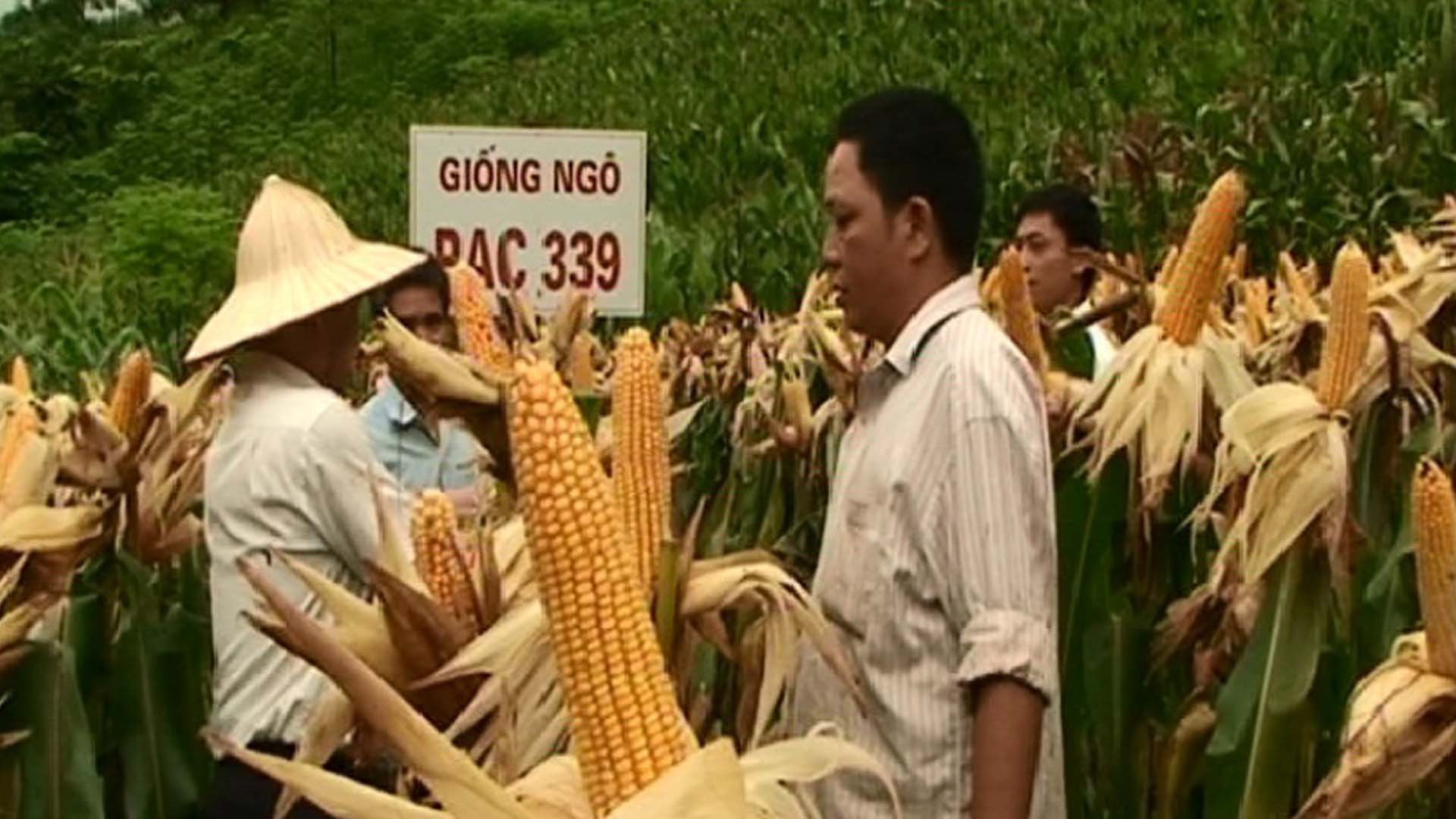 Khả năng sinh trưởng, phát triển và năng suất ngô lại tại tỉnh Quảng Nam