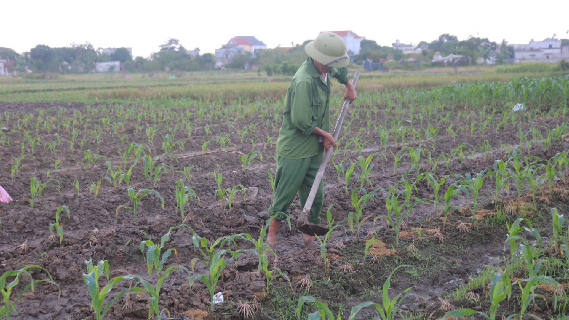 Kinh nghiệm trồng ngô giúp nông dân đạt hiệu quả kinh tế cao nhất