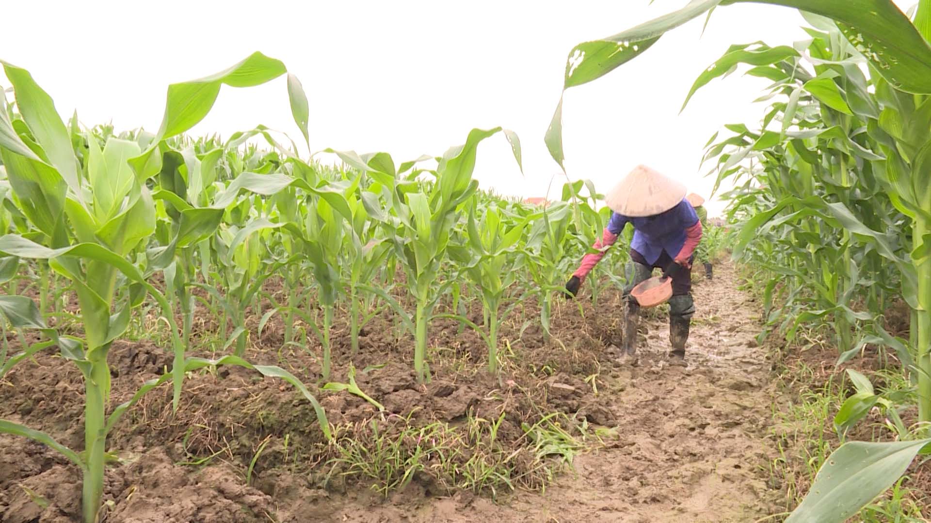 Thái Bình: Kỹ thuật trồng, chăm sóc cây ngô giai đoạn đầu