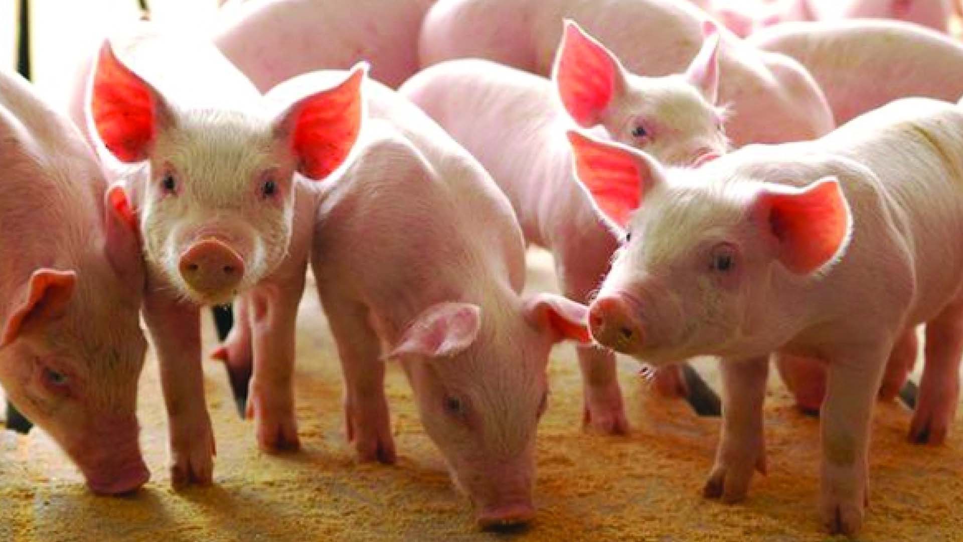 Giáo trình chăn nuôi lợn (heo) của trường đại học Huế năm 2020