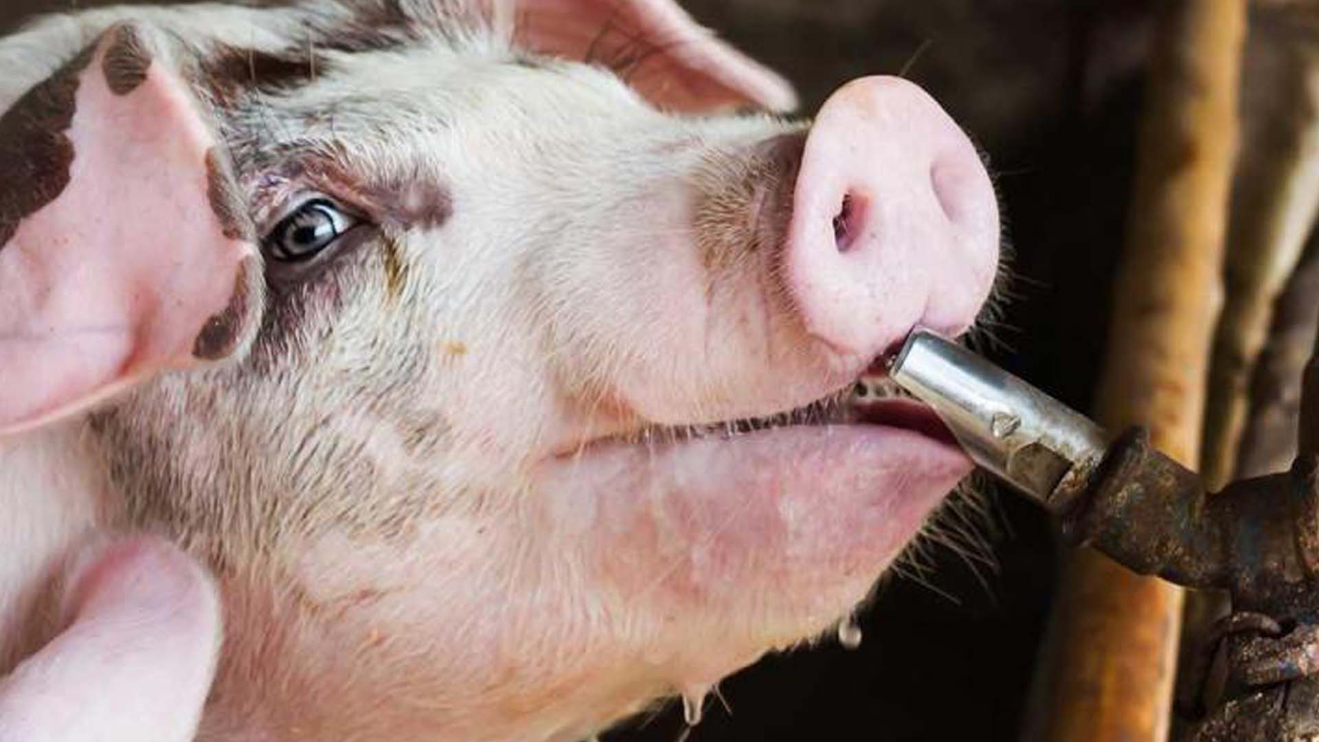 Vấn đề cung cấp nguồn nước sạch trong chăn nuôi heo (lợn)