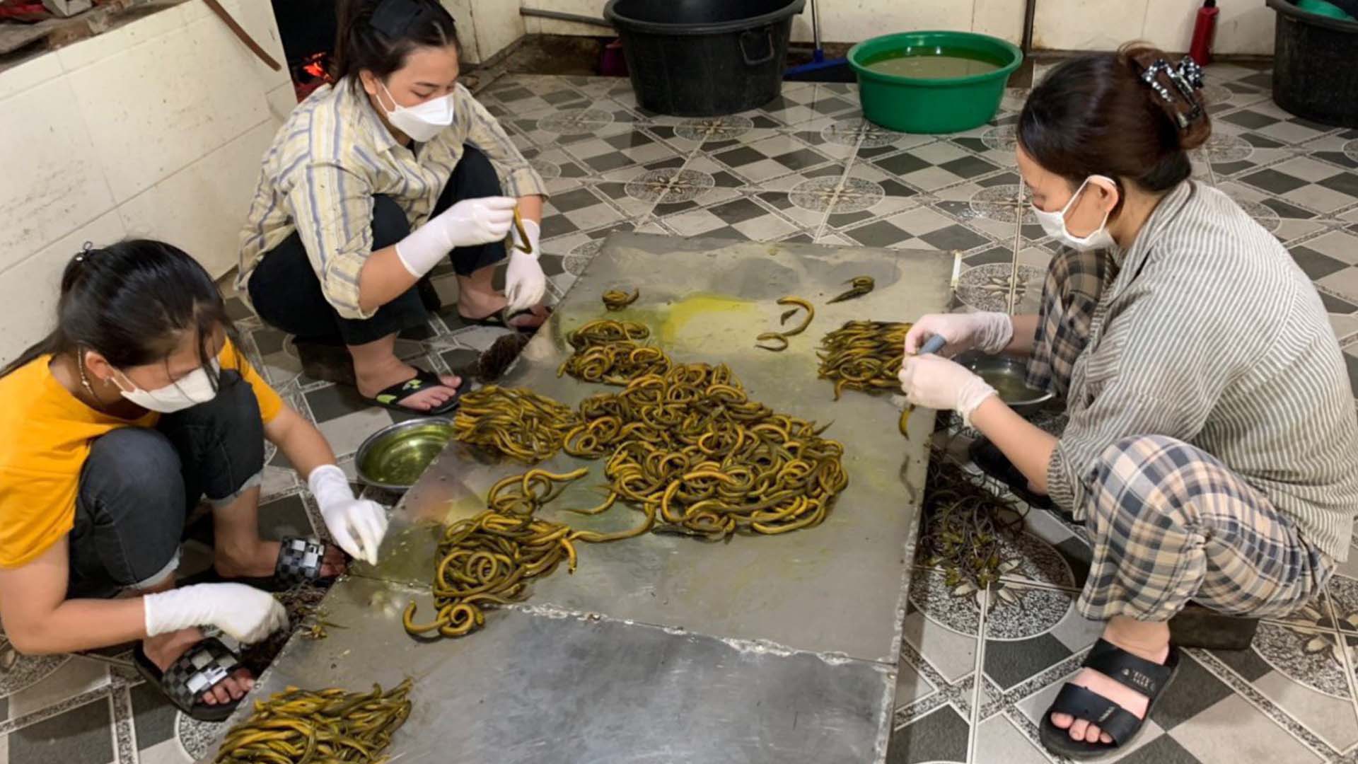 Nghệ An: Trở thành làng tỷ phú nhờ… lươn