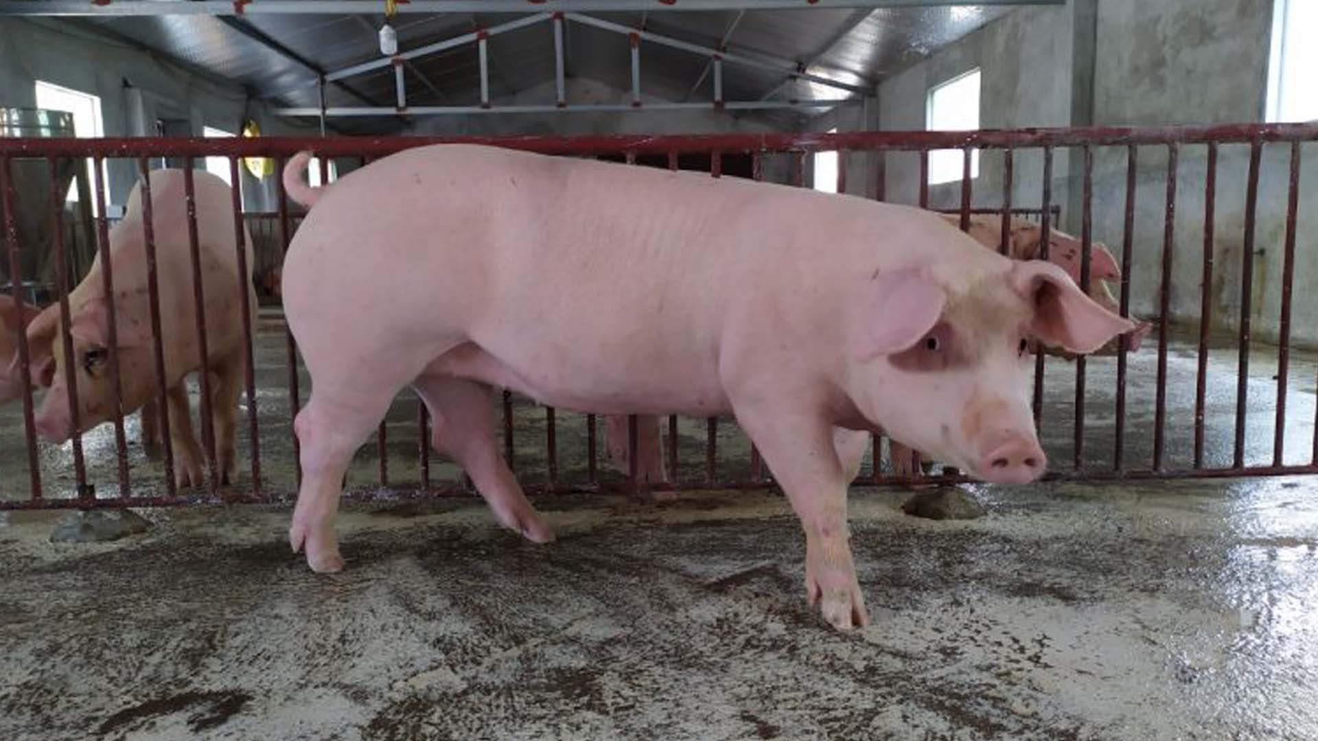 Hướng dẫn kỹ thuật chọn lợn (heo) cái hậu bị bố mẹ cho người chăn nuôi