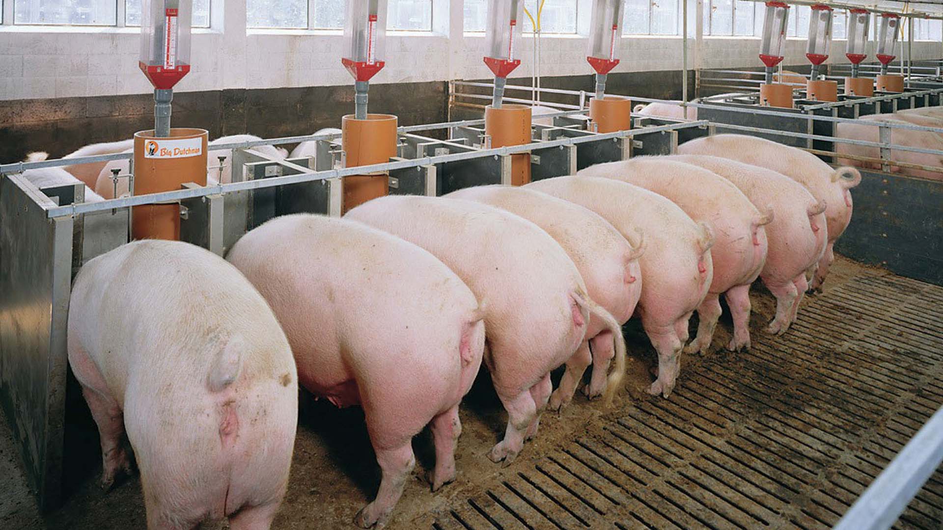 Hướng dẫn kỹ thuật chăn nuôi lợn (heo) bố mẹ giai đoạn hậu bị