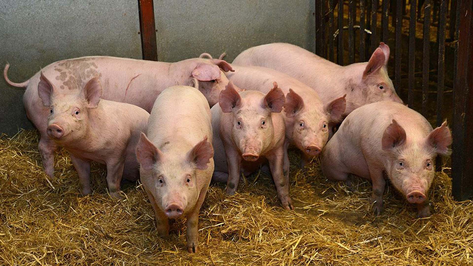 Có thể loại trừ bệnh tai xanh trên lợn ra khỏi trại chăn nuôi không?