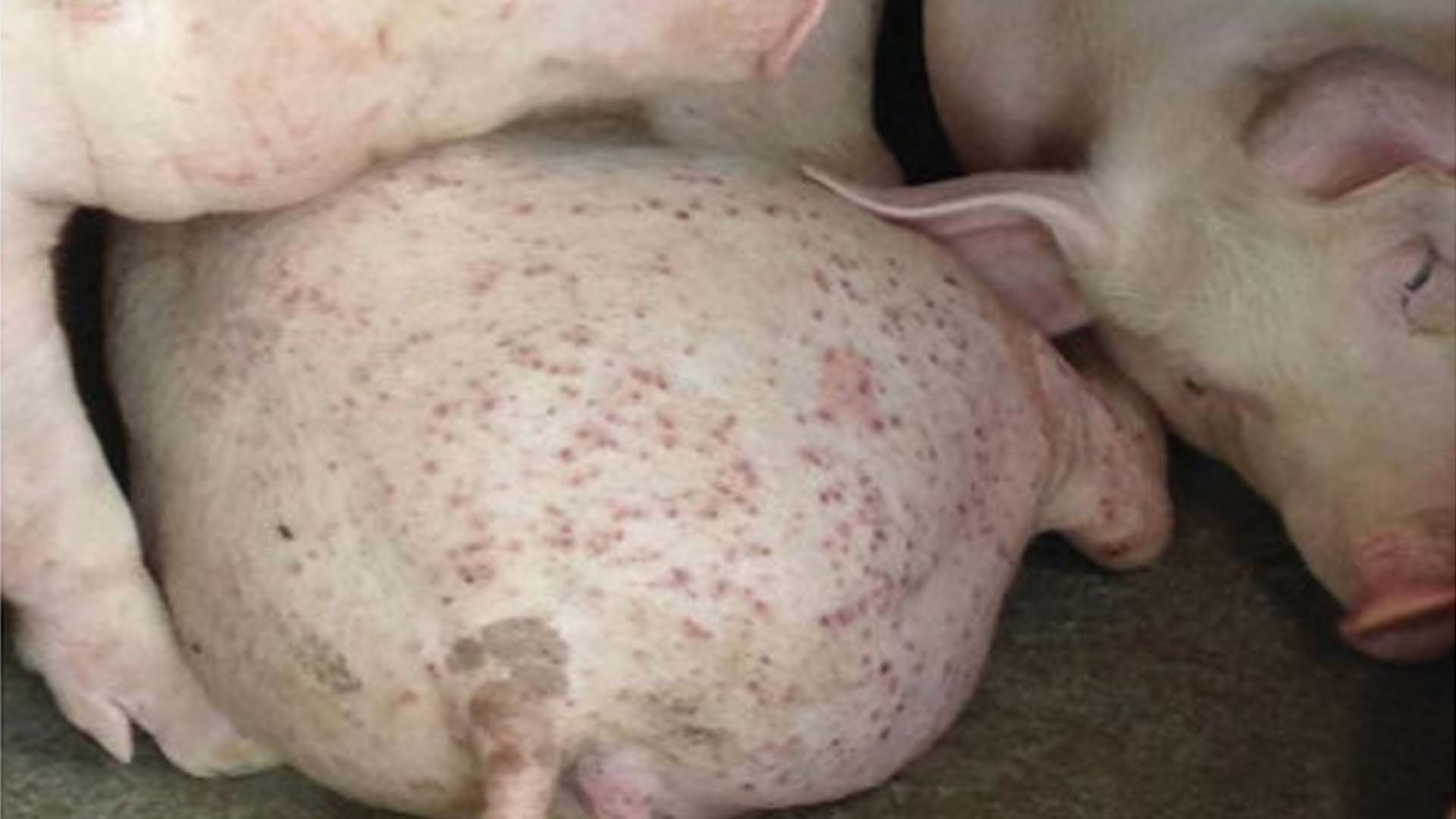 Nguyên nhân và cách phòng trị bệnh circo virus trên lợn (heo)