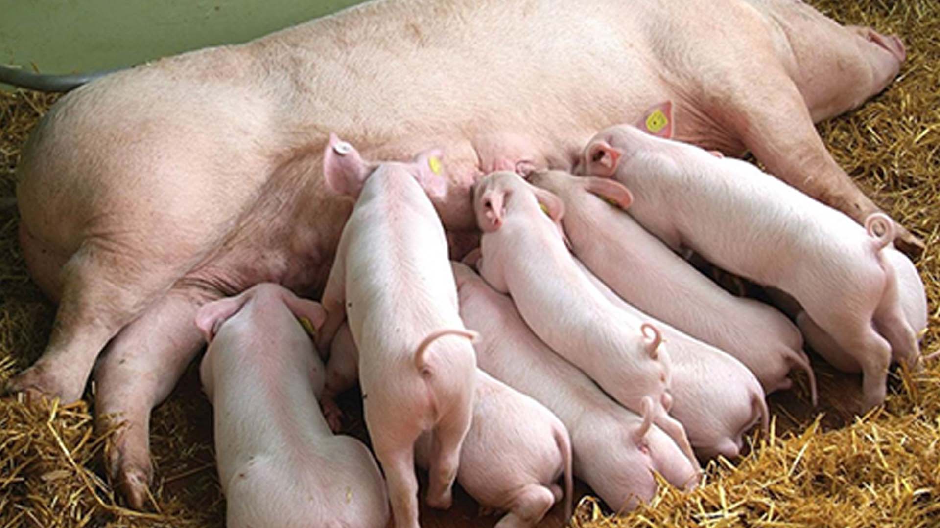 Nguyên nhân và cách điều trị chậm lên giống cho heo (lợn) nái