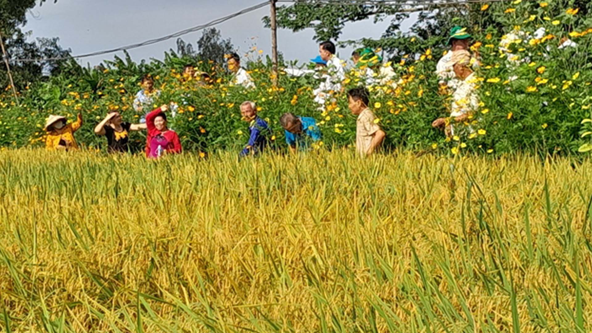 An Giang: Sản xuất lúa theo tiêu chuẩn SRP kết hợp trồng hoa sinh thái