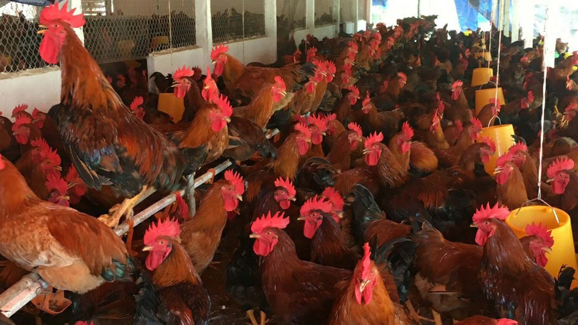 Sản xuất của giống gà thịt lông màu Sasso nuôi tại Miền Bắc Việt Nam