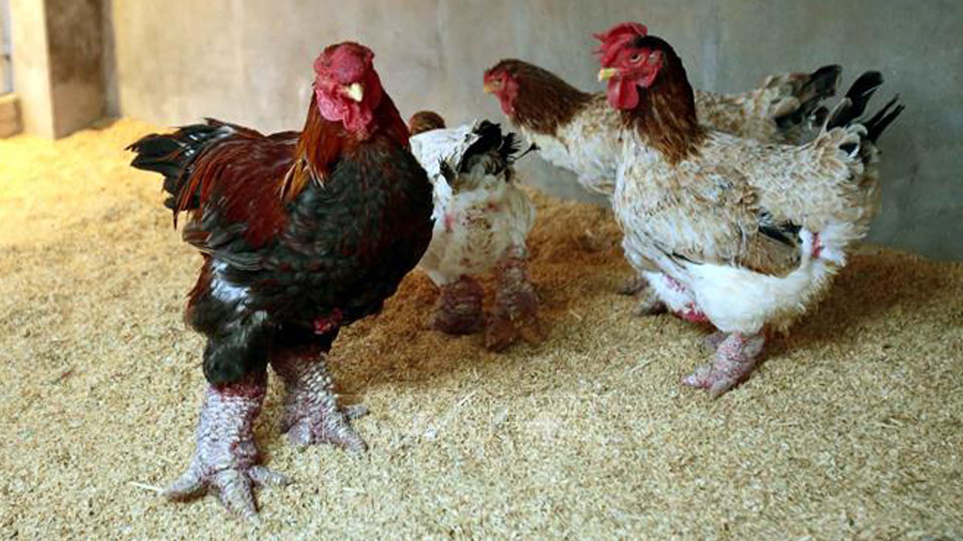 Kiểu hình, sinh trưởng và chất lượng thịt gà Đông Tảo nuôi tại Trà Vinh