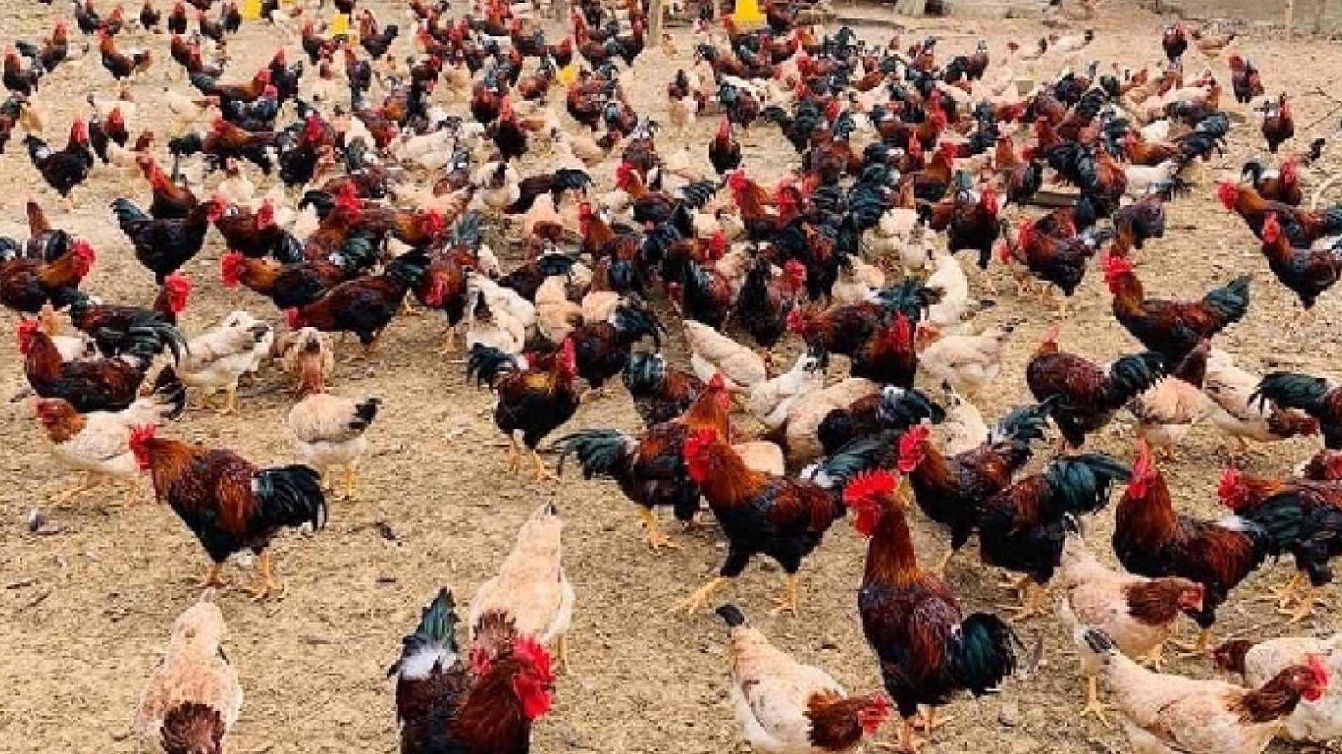 Năng suất và chất lượng thịt gà Lạc Thủy được nuôi tại Việt Yên, Bắc Giang