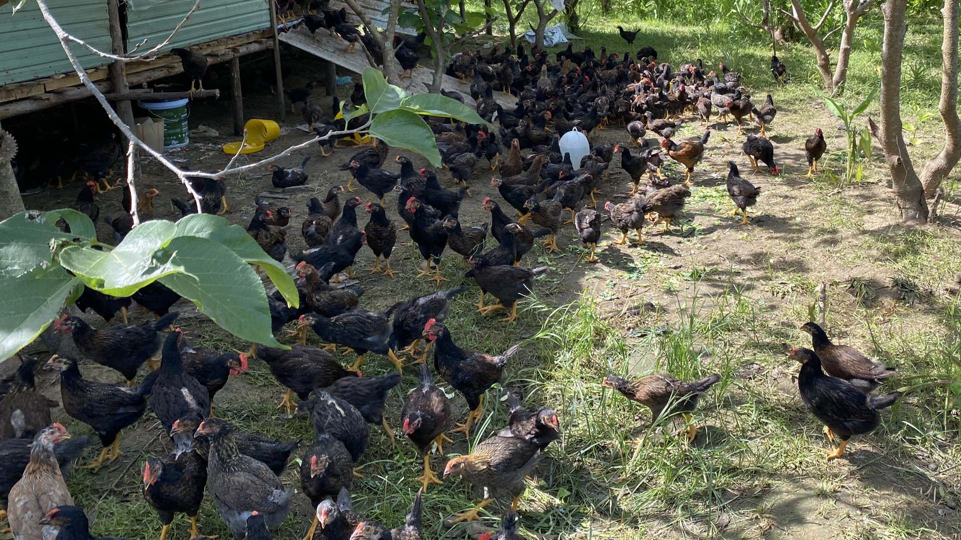 Hiệu quả kinh tế chăn nuôi gà ở tỉnh Thừa Thiên Huế