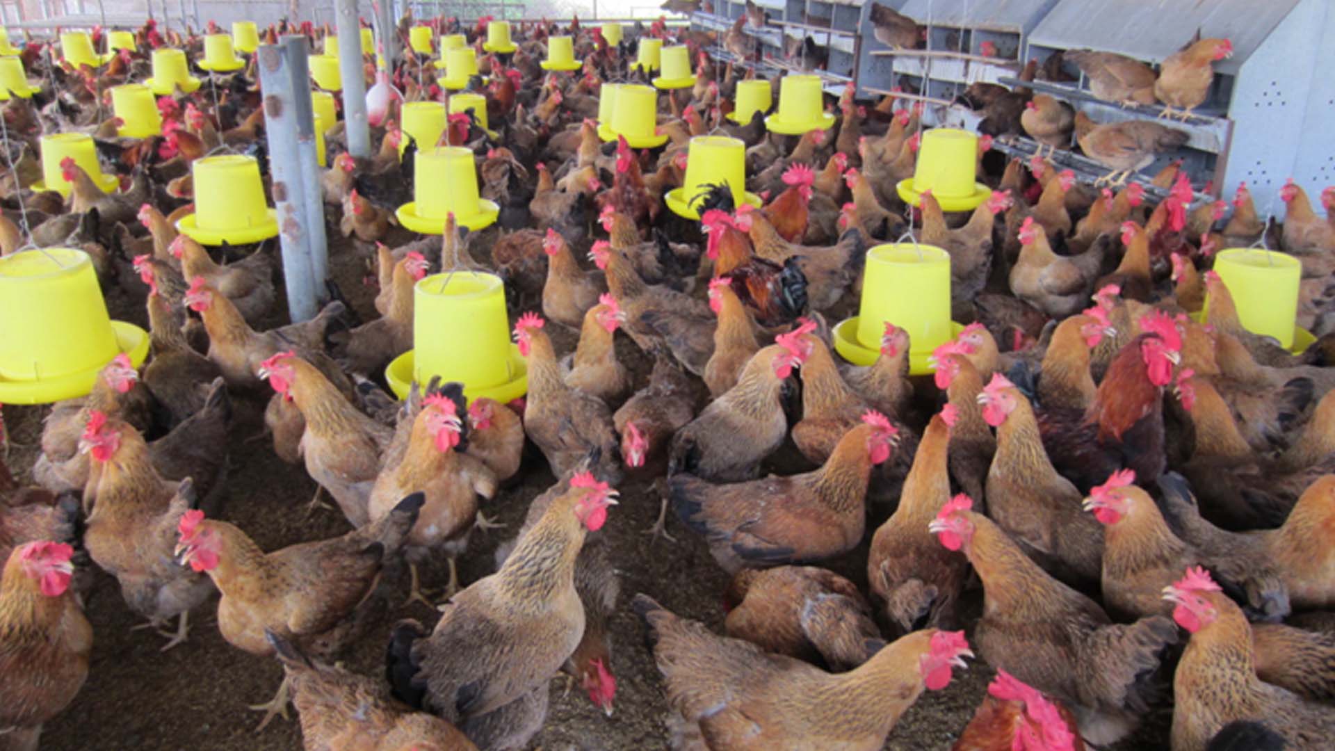 Chọn tạo một số dòng gà lông màu phục vụ chăn nuôi công nghiệp