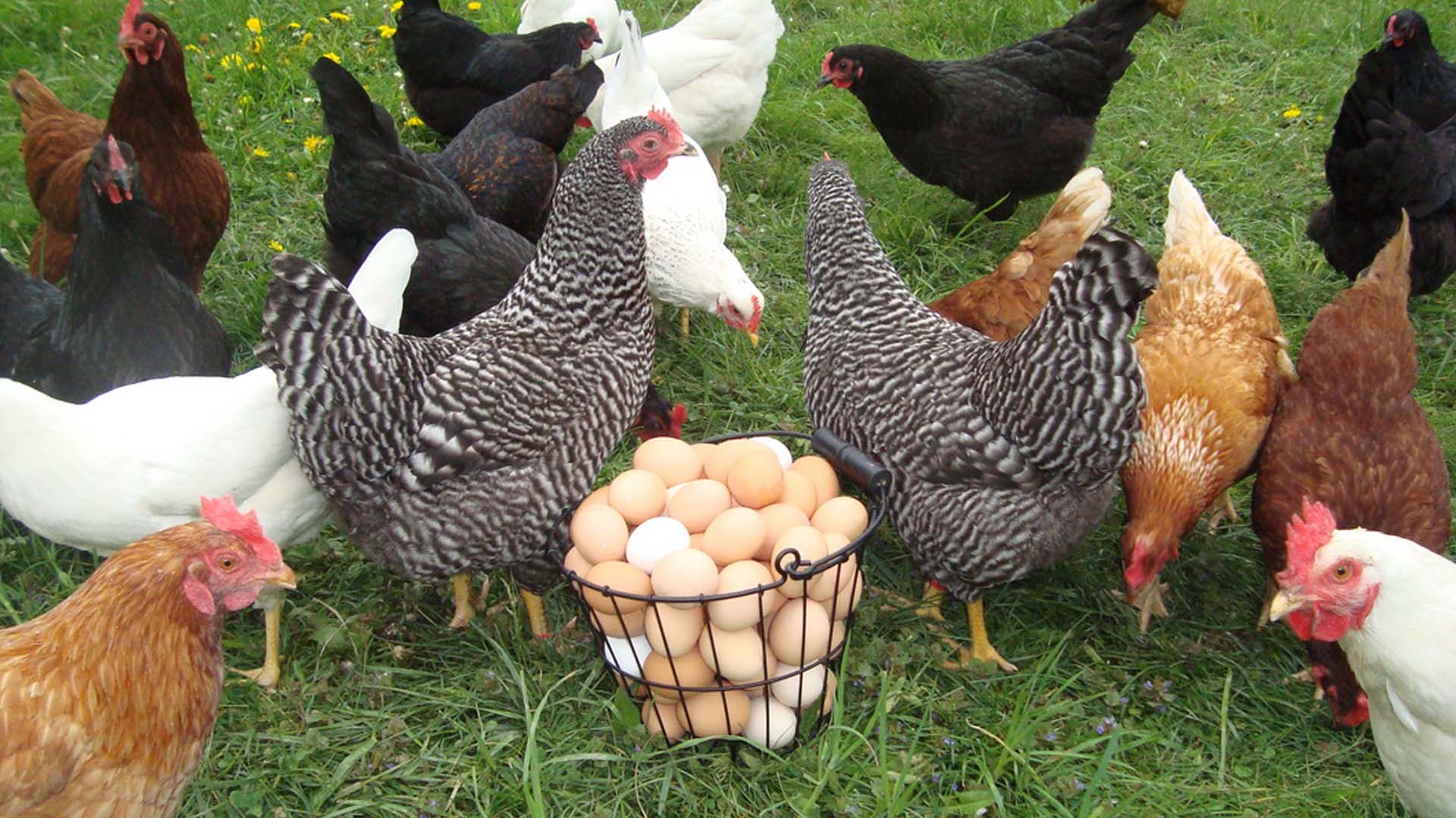 Những biện pháp quan trọng nâng cao tỷ lệ đẻ và chất lượng trứng gà