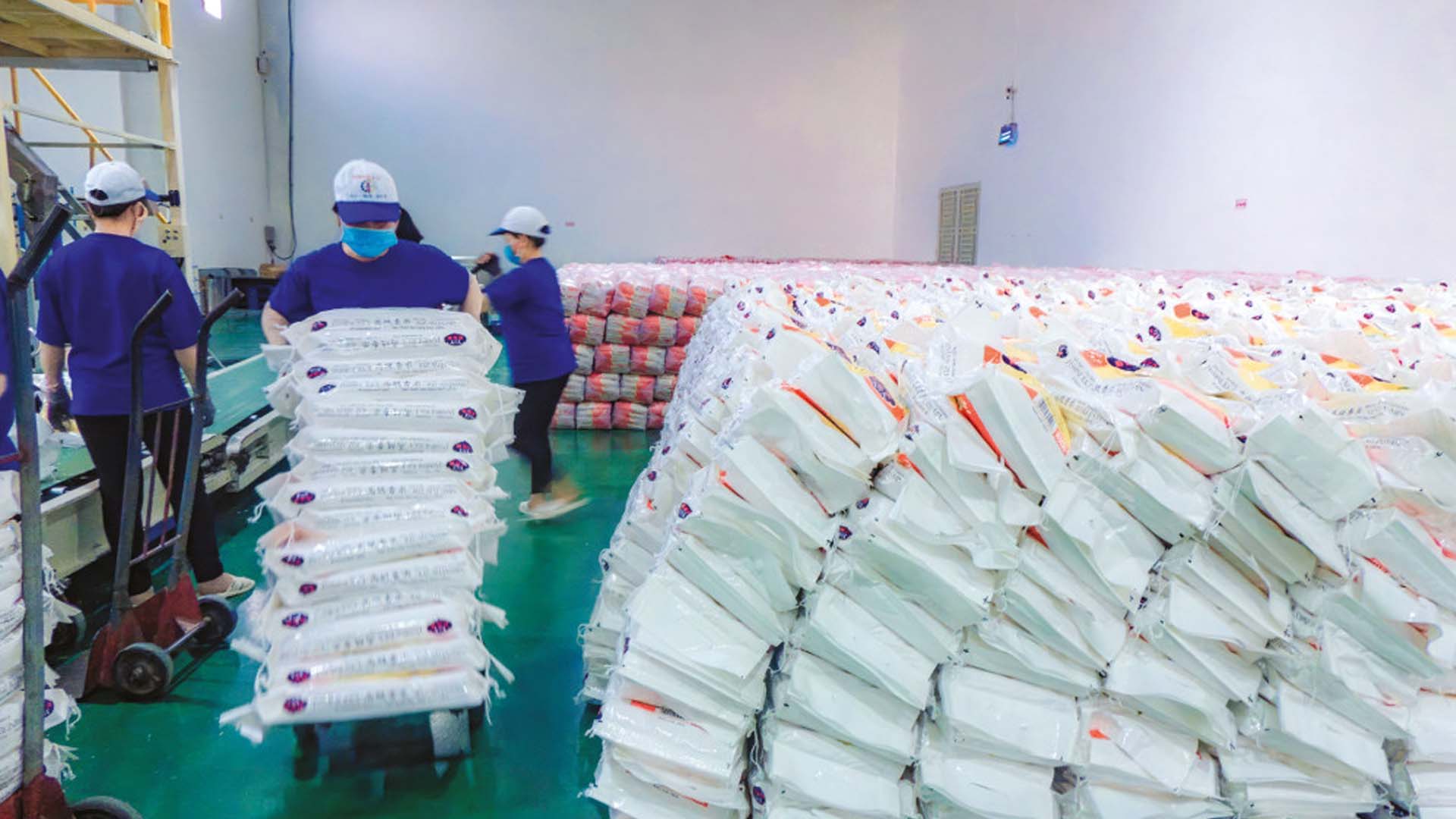 Cân đối cung cầu lúa gạo đảm bảo mục tiêu xuất khẩu và an ninh lương thực quốc gia