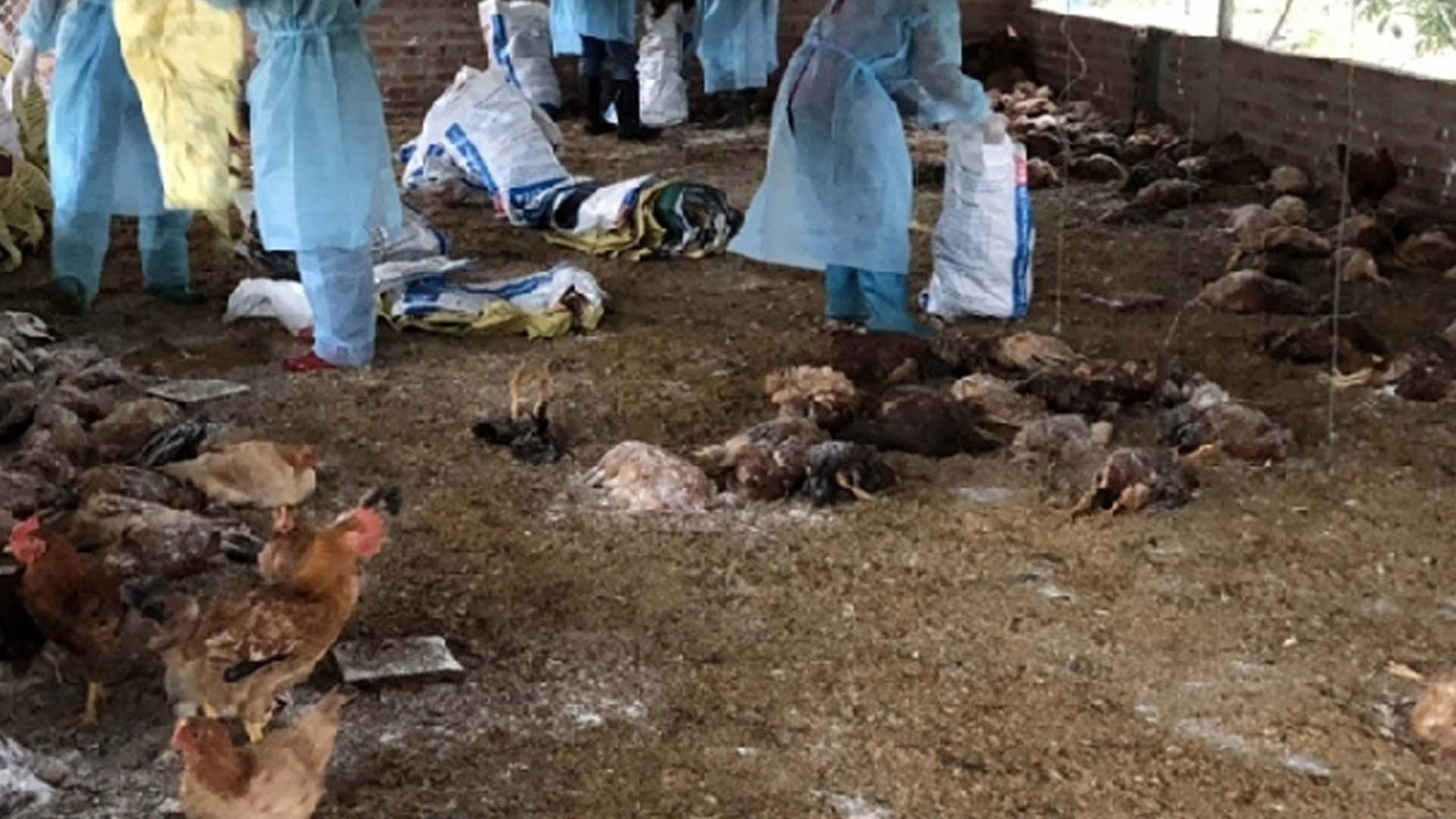 Bệnh cúm ghép Newcastle trên đàn gà Lương Phượng hậu bị