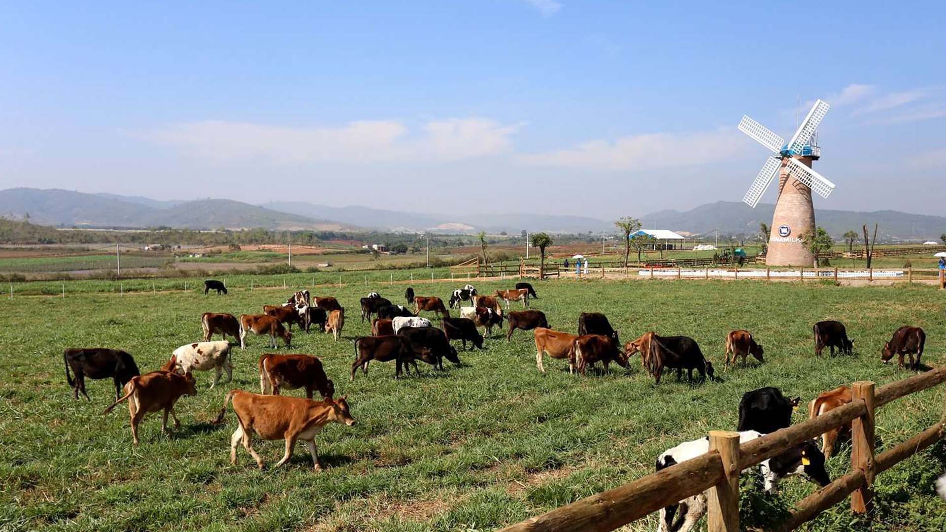 Lâm Đồng: Bò sữa cho năng suất cao ở huyện Cát Tiên