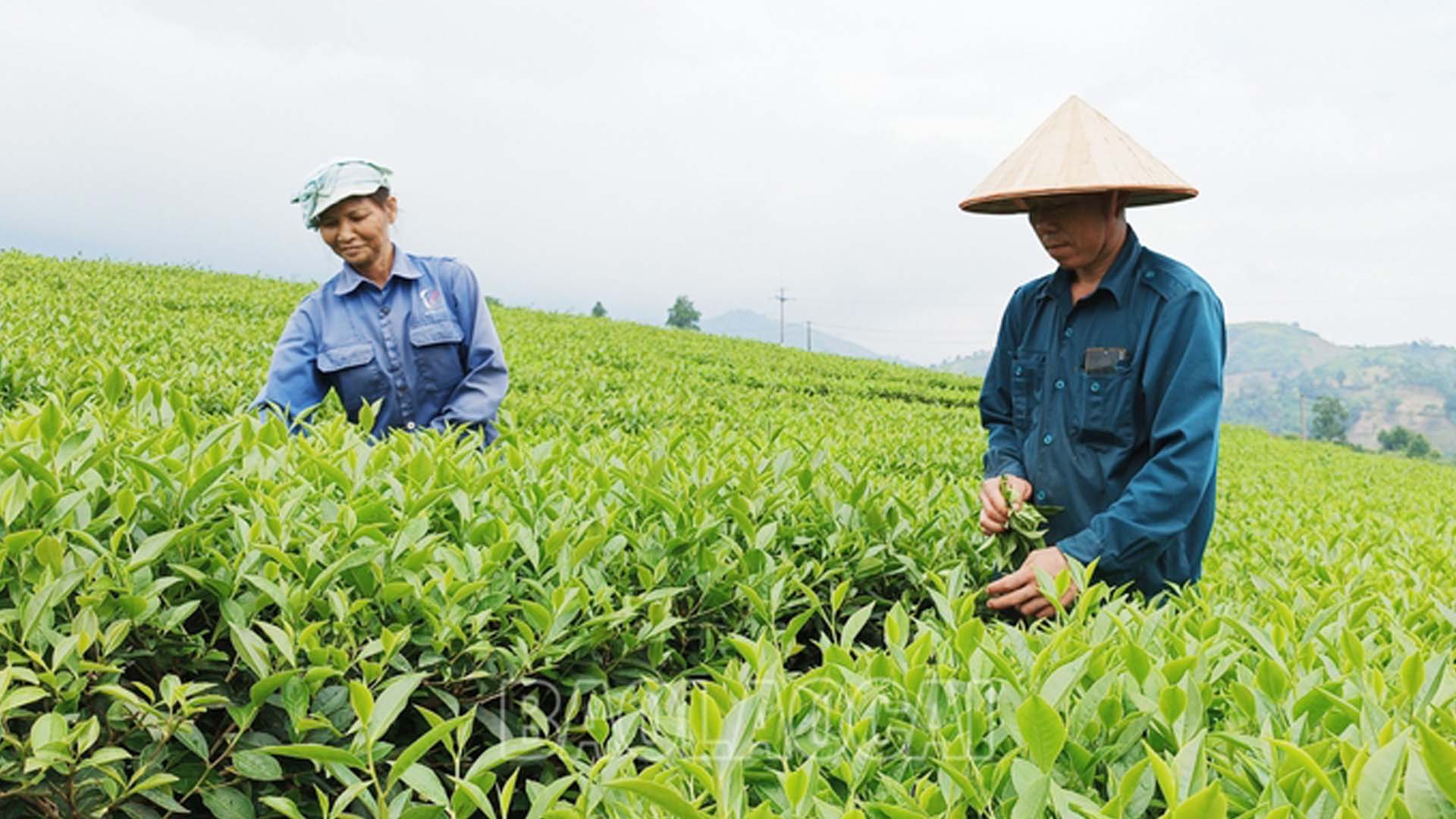 Lào Cai: Nông dân thu hoạch gần 23 nghìn tấn chè búp tươi