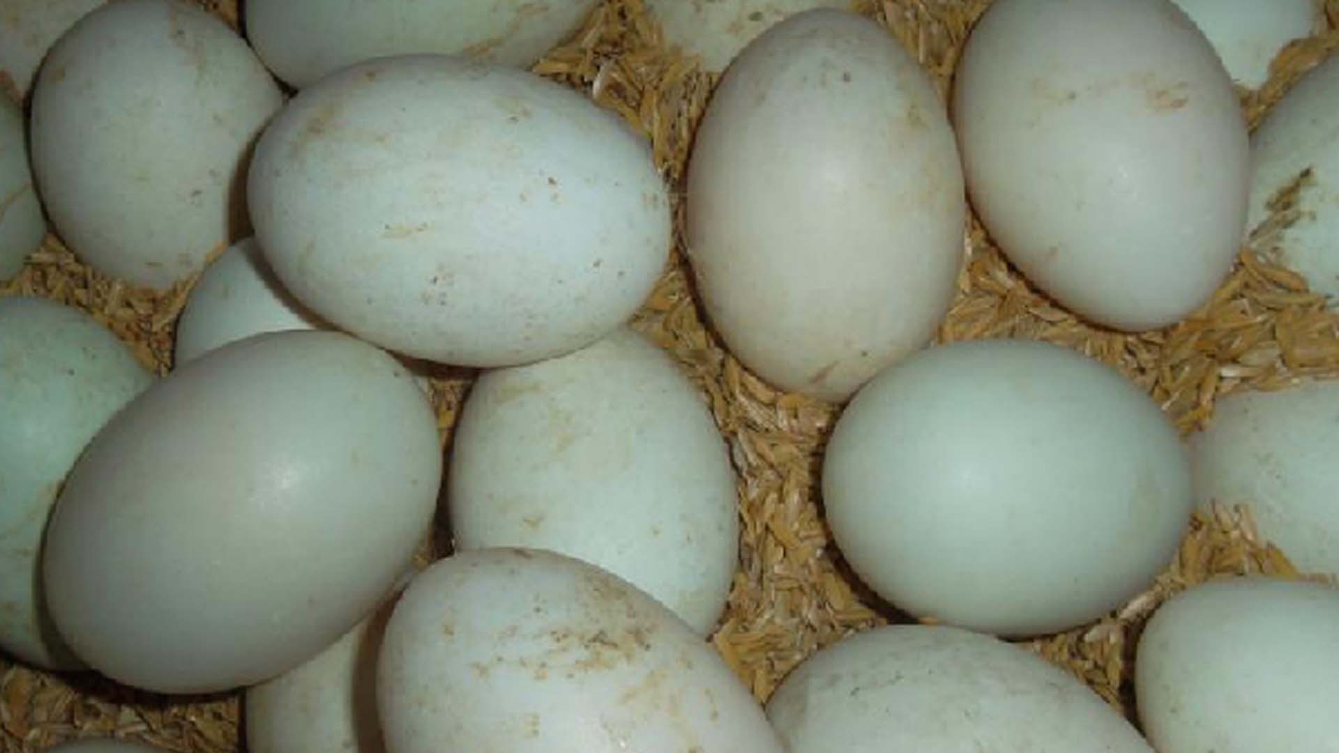 Những kinh nghiệm quan trọng để chọn trứng vịt ấp nở