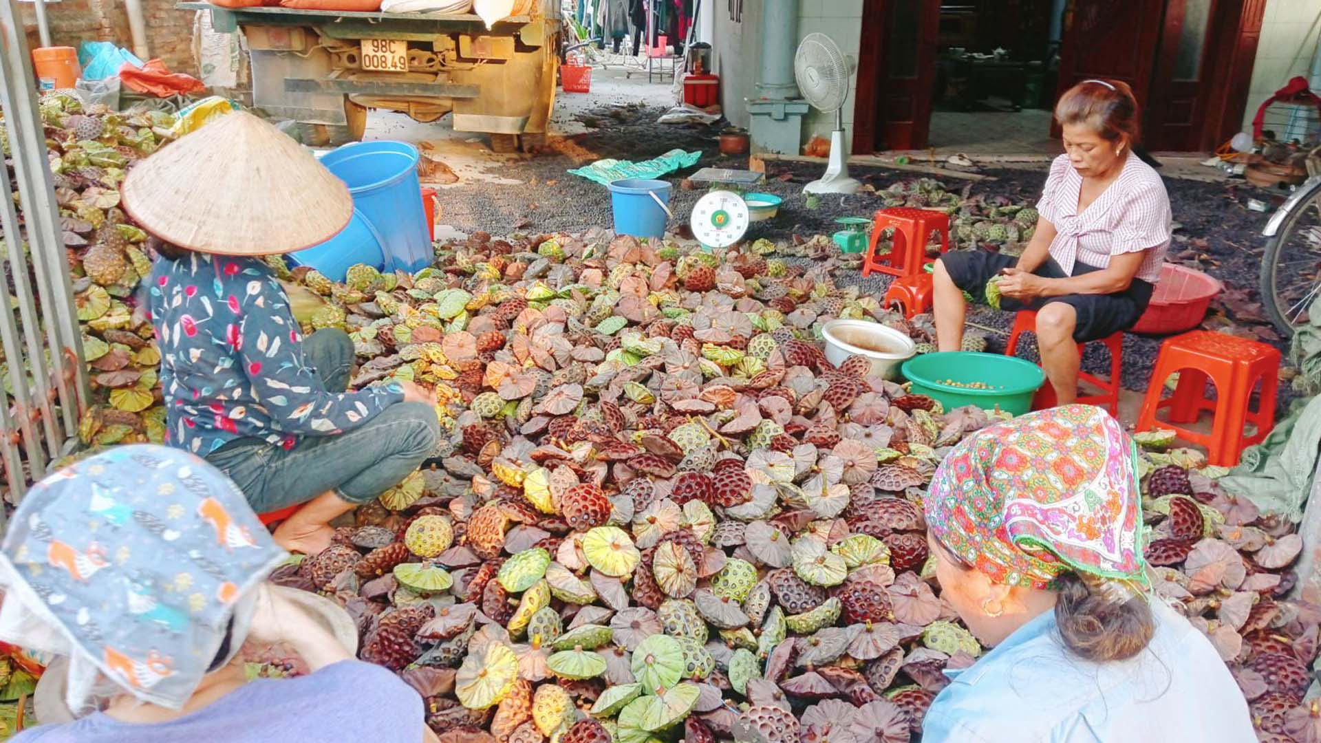 Bắc Giang: Việt Yên chuyển đổi trồng sen trên đất trũng