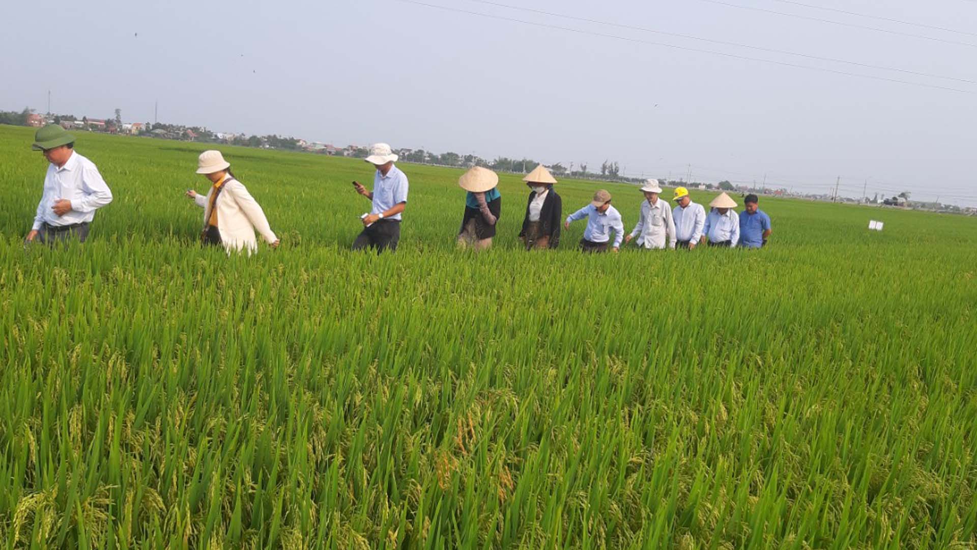 Quảng Nam: Liên kết sản xuất giống lúa TBR 225 và TBR 97