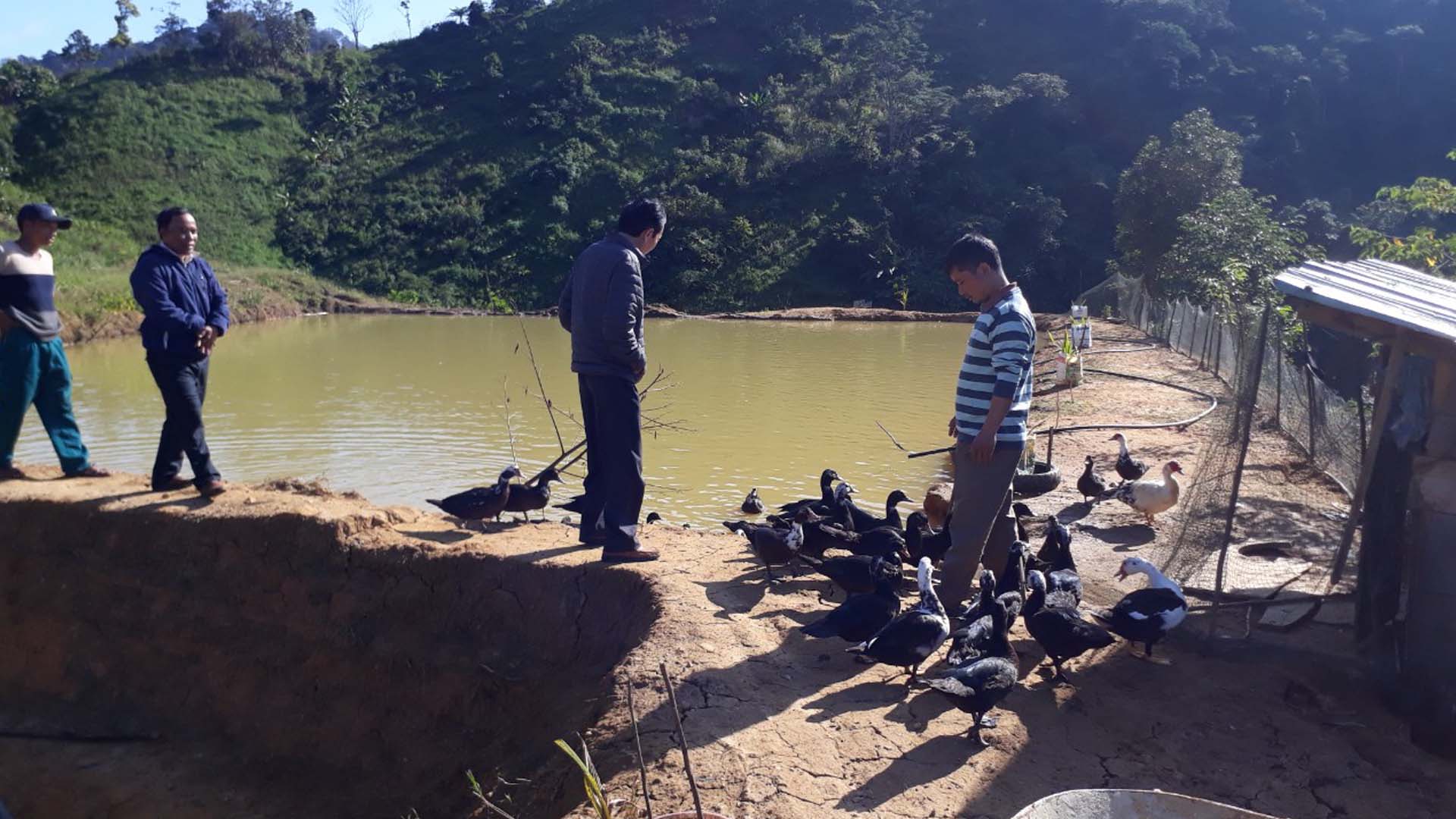 Quảng Nam: Chăn nuôi ngan địa phương sinh sản ở vùng miền núi cao