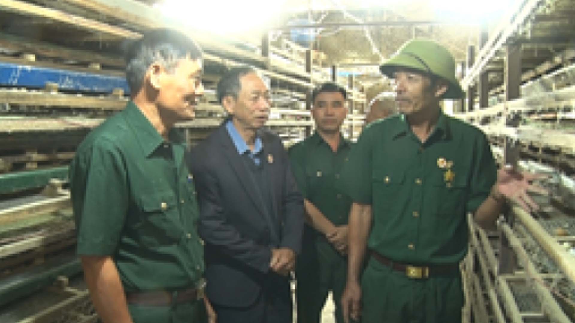 Lâm Đồng: Cựu chiến binh làm giàu từ nghề nuôi chim cút