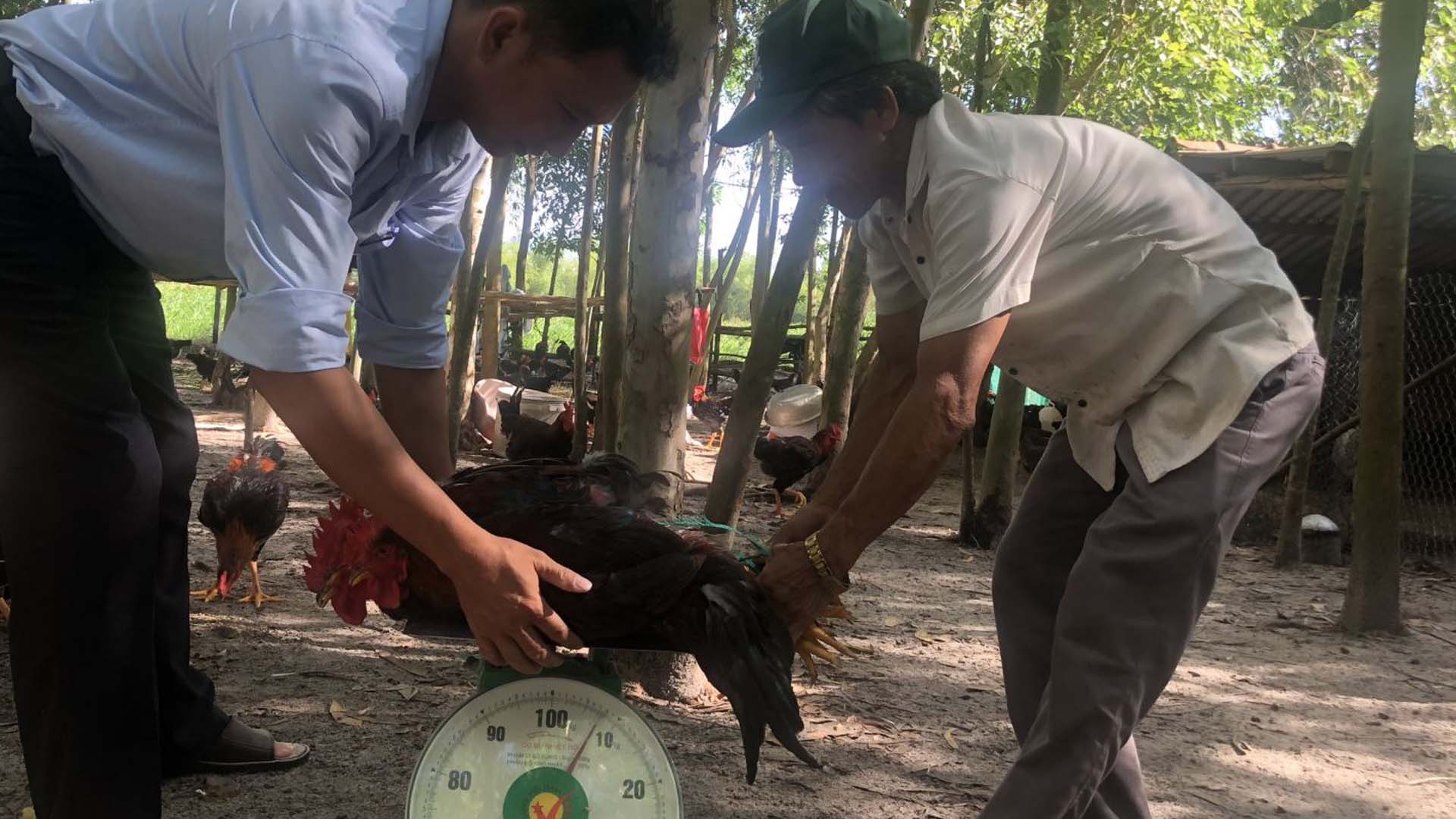 Bình Định: Chăn nuôi gà thịt thả vườn theo hướng đặc sản