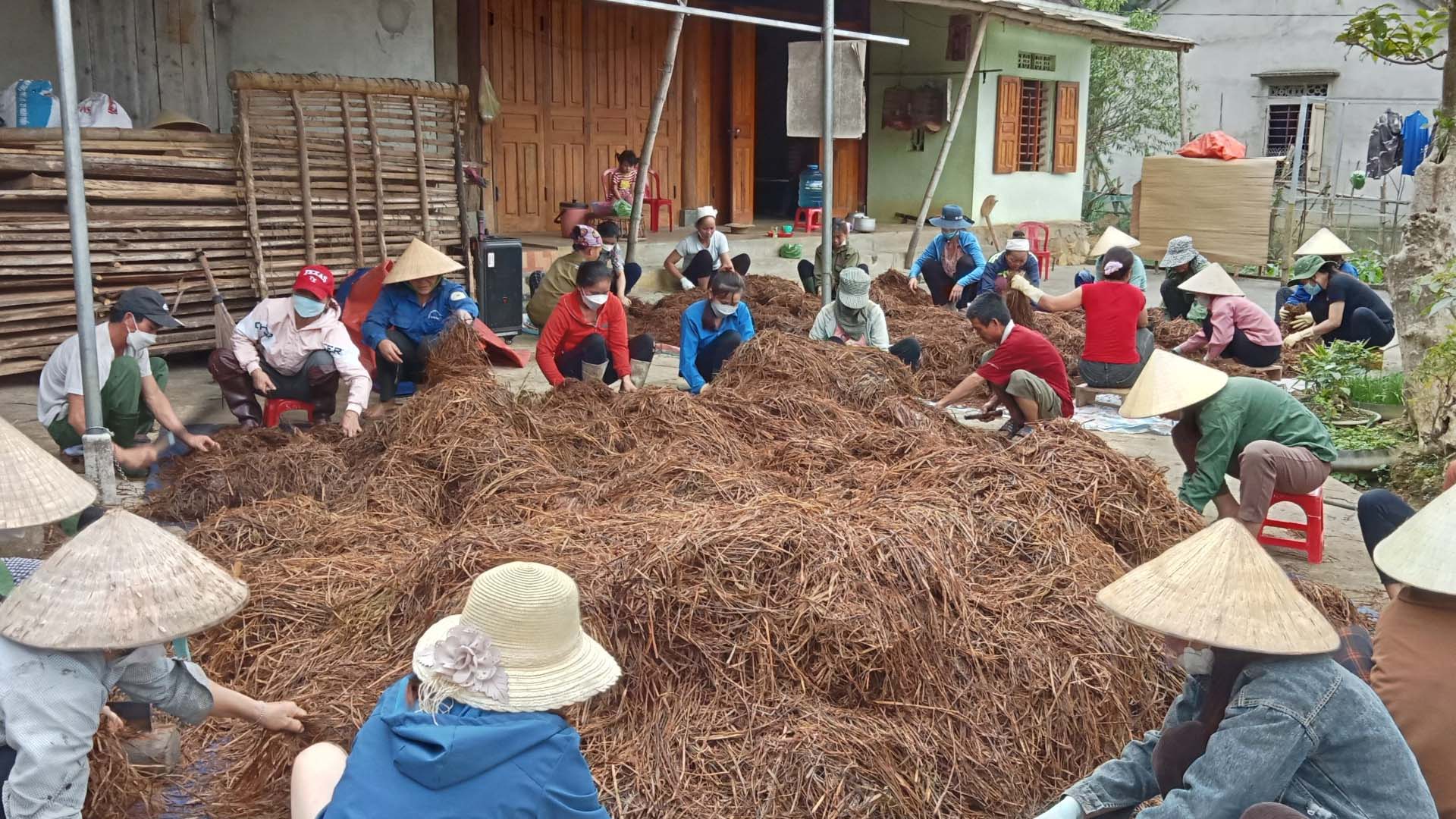 Nghệ An: Dạy nghề trồng nấm cho nông dân xã Châu Thái