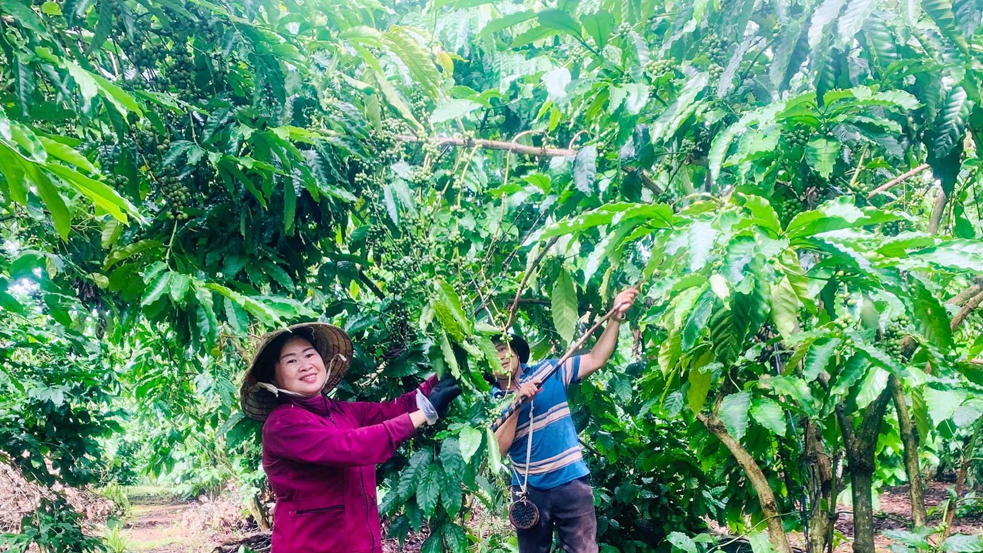 Bình Phước: Cà phê được giá, nông dân phấn khởi