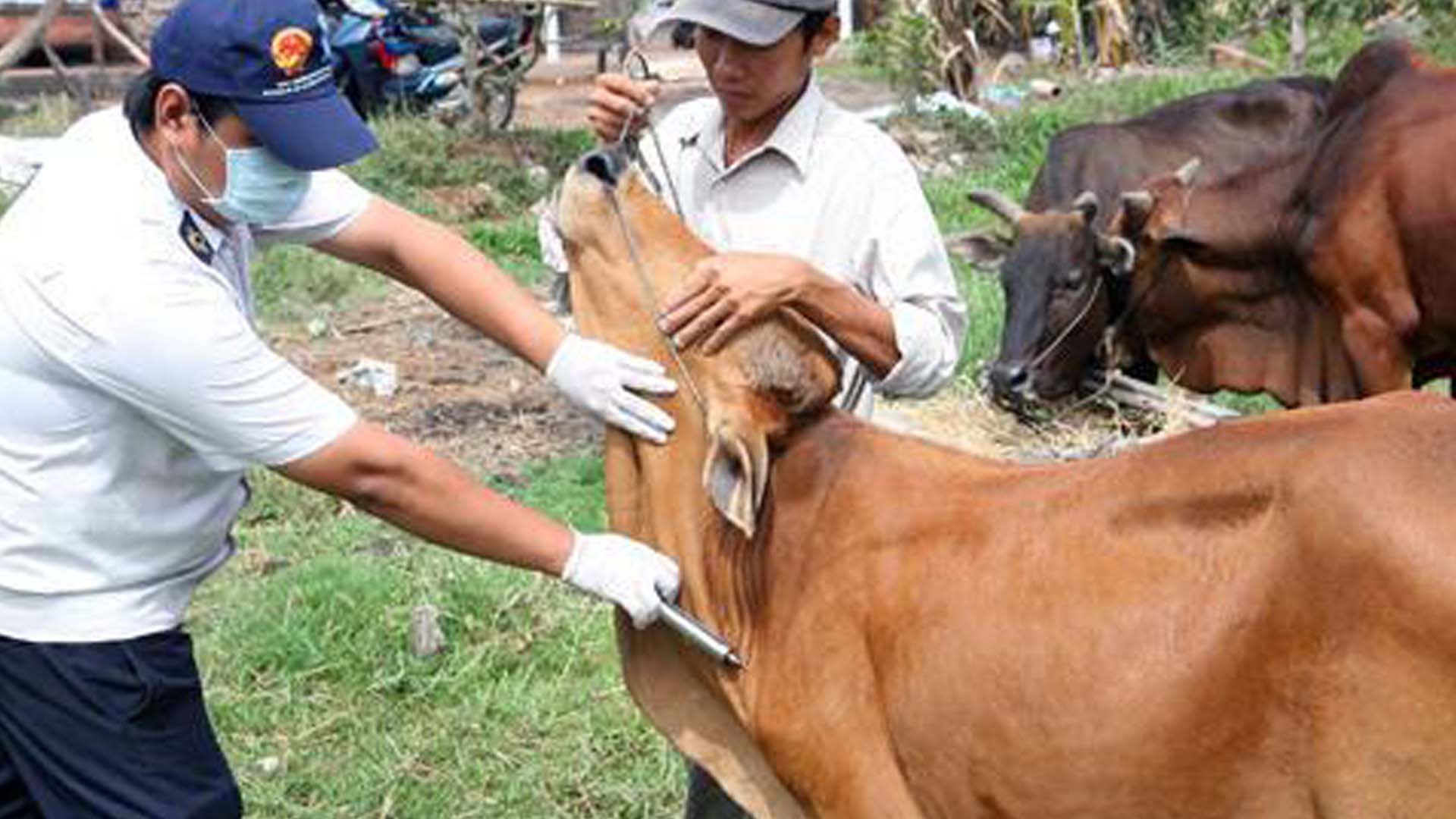 Bắc Giang: Tân Yên triển khai tiêm phòng cho đàn gia súc, gia cầm vụ Thu Đông