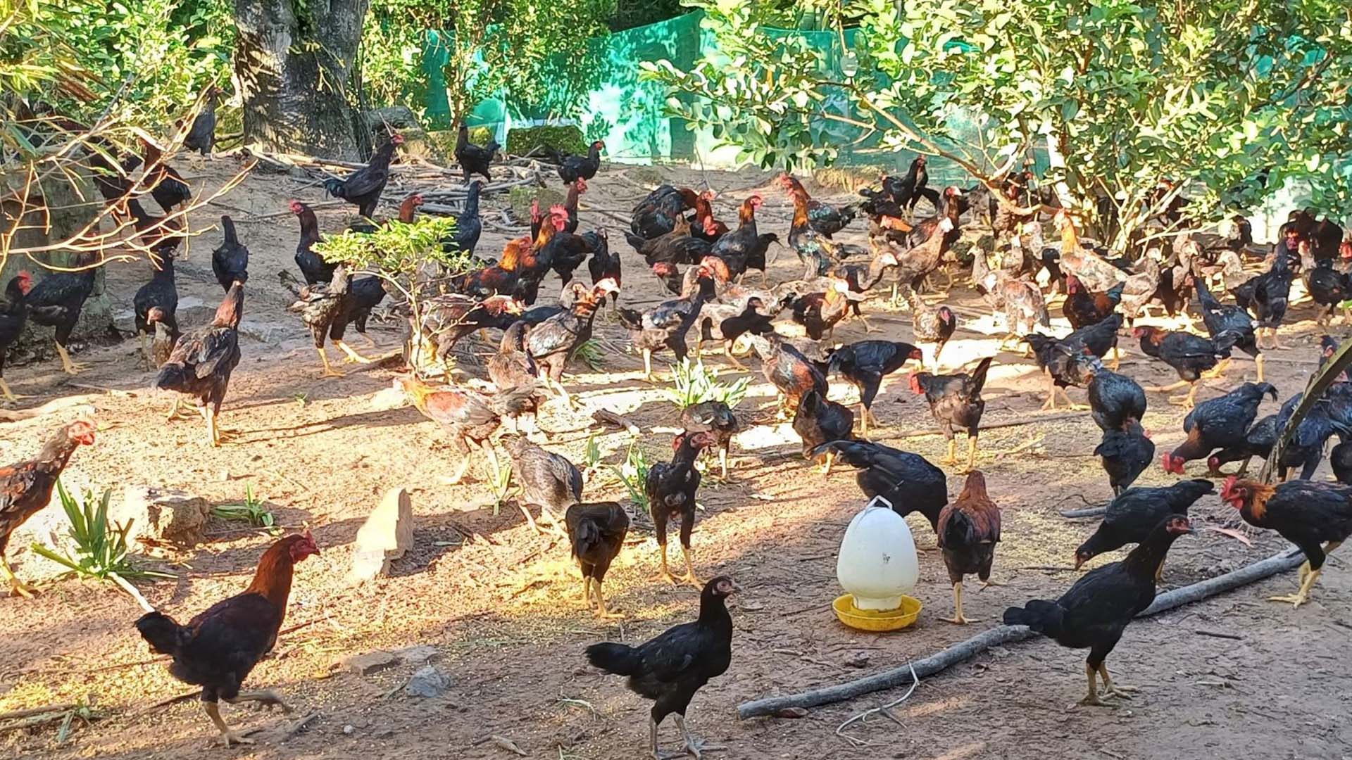 Kiên Giang: Hiệu quả mô hình nuôi gà nòi ô tía thương phẩm ở Kiên Lương