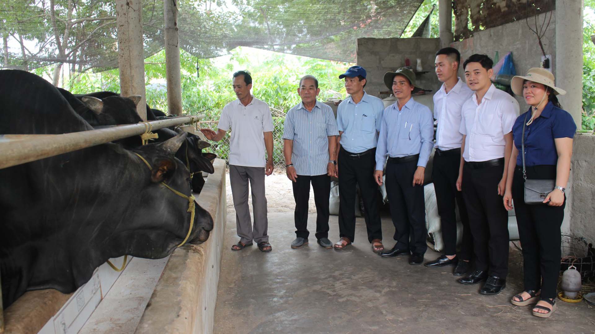 Quảng Trị: Mô hình nuôi bò chuyên thịt thâm canh