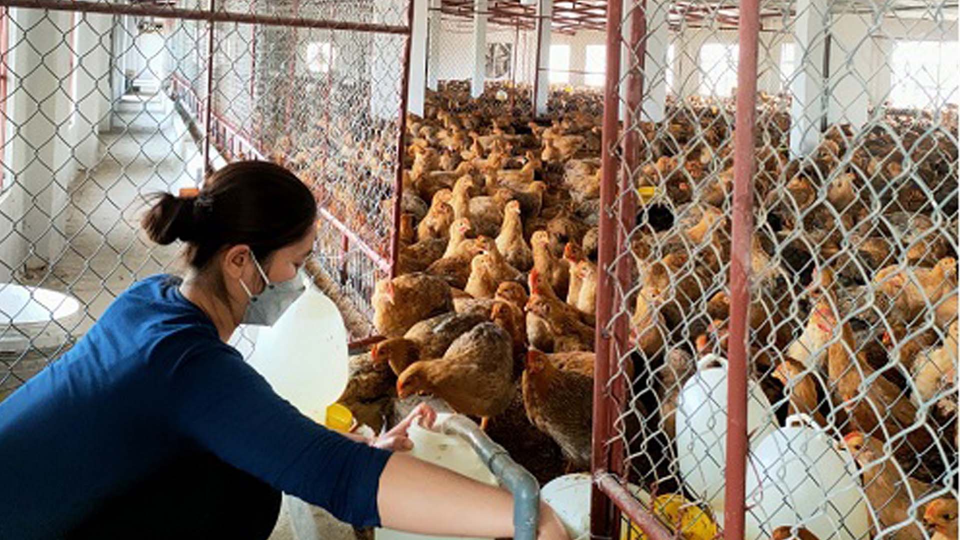 Thái Bình: Hiệu quả chăn nuôi gà Lương Phượng sinh sản