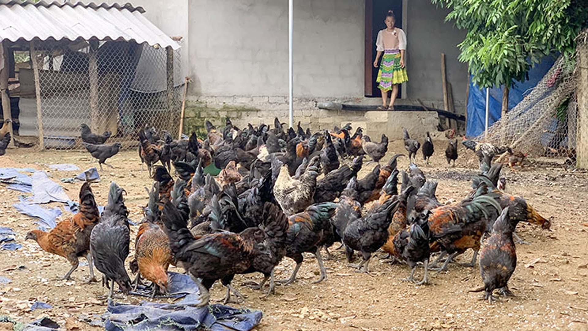 Thái Nguyên: Mô hình chăn nuôi gà H'Mông tại huyện Đồng Hỷ
