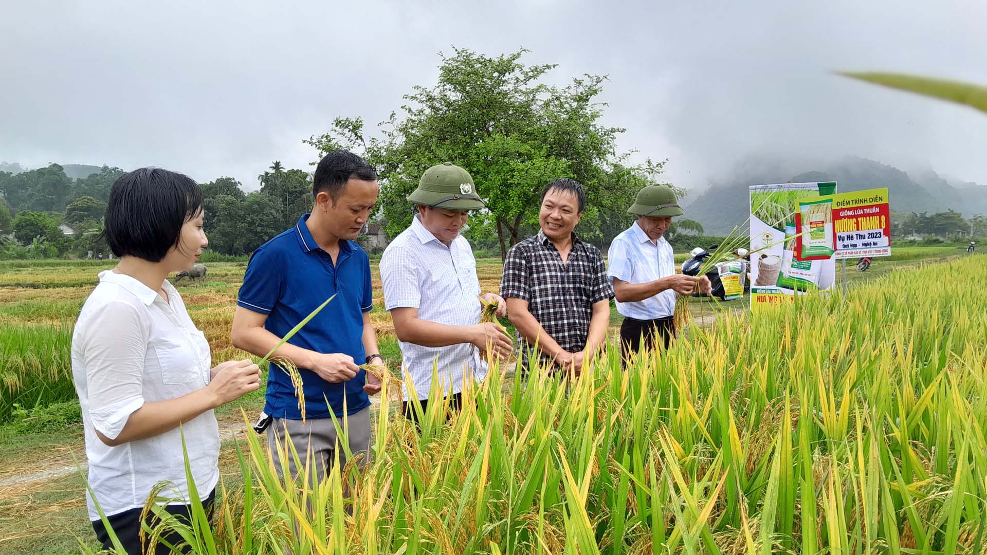 Nghệ An: Nông dân Quỳ Hợp phấn khởi với giống lúa thuần Hương Thanh 8