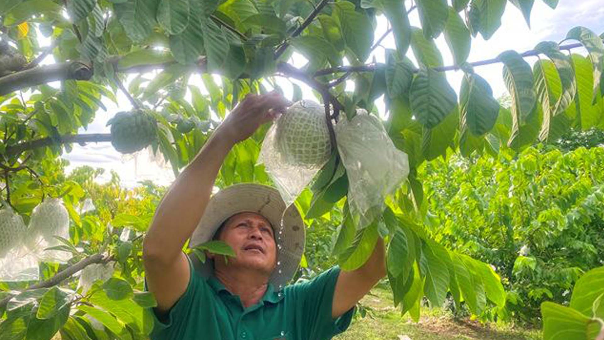 Đắk Lắk: Nông dân Buôn Ma Thuột trồng na Thái thay vườn xoài già cỗi