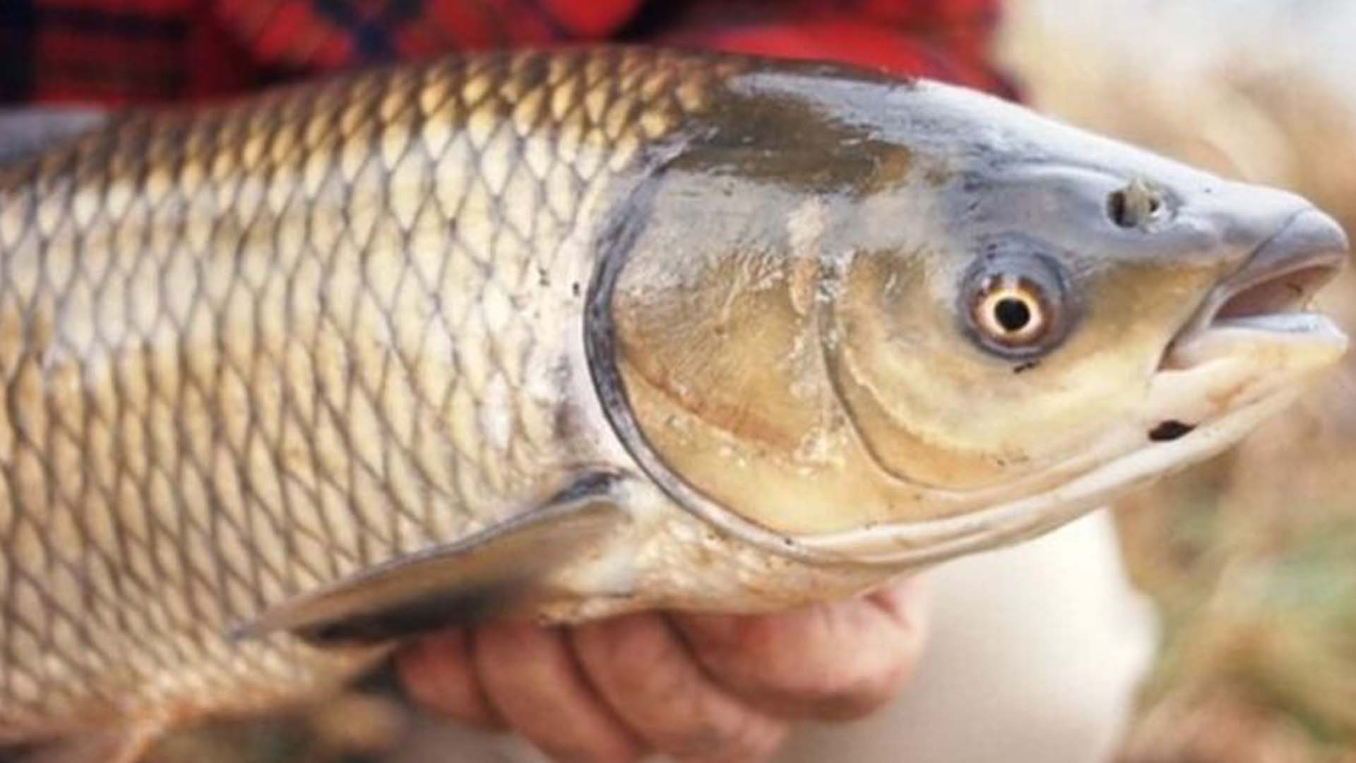 Đặc điểm sinh sản của cá trắm cỏ trong điều kiện nuôi ở tỉnh Quảng trị