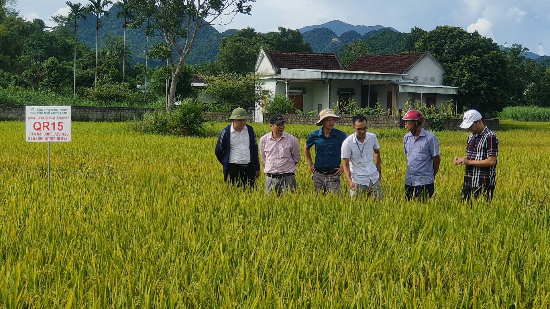 Nghệ An: Thu hoạch giống lúa thuần chất lượng cao QR15 vụ hè thu năm 2023