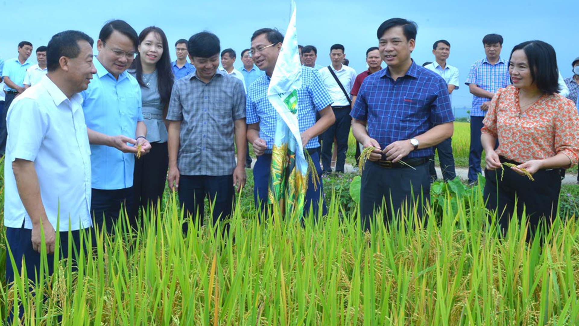 Nghệ An: Sử dụng phân bón hữu cơ PAN trên cây lúa và cây chè