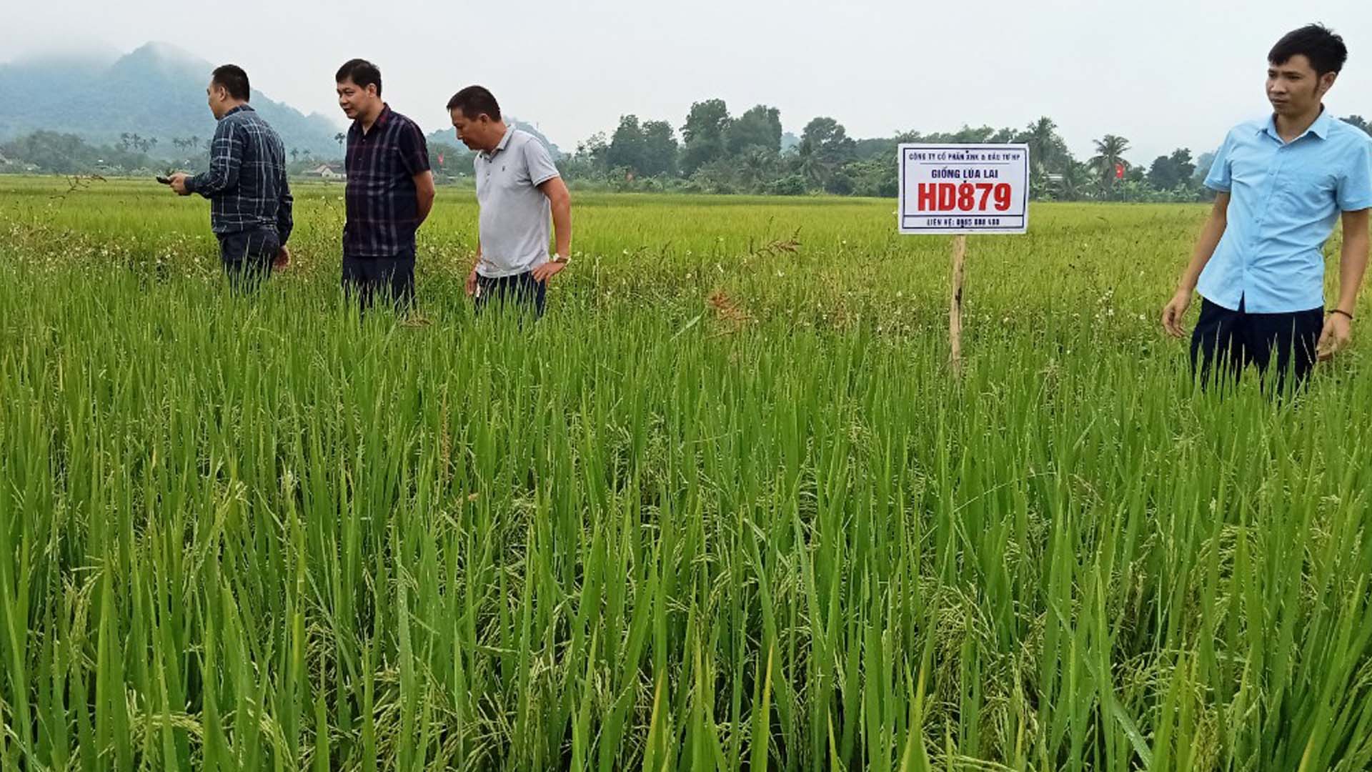 Nghệ An: Cục trồng trọt đánh giá giống lúa lai HD879 trồng vụ hè thu tại Quỳ Hợp