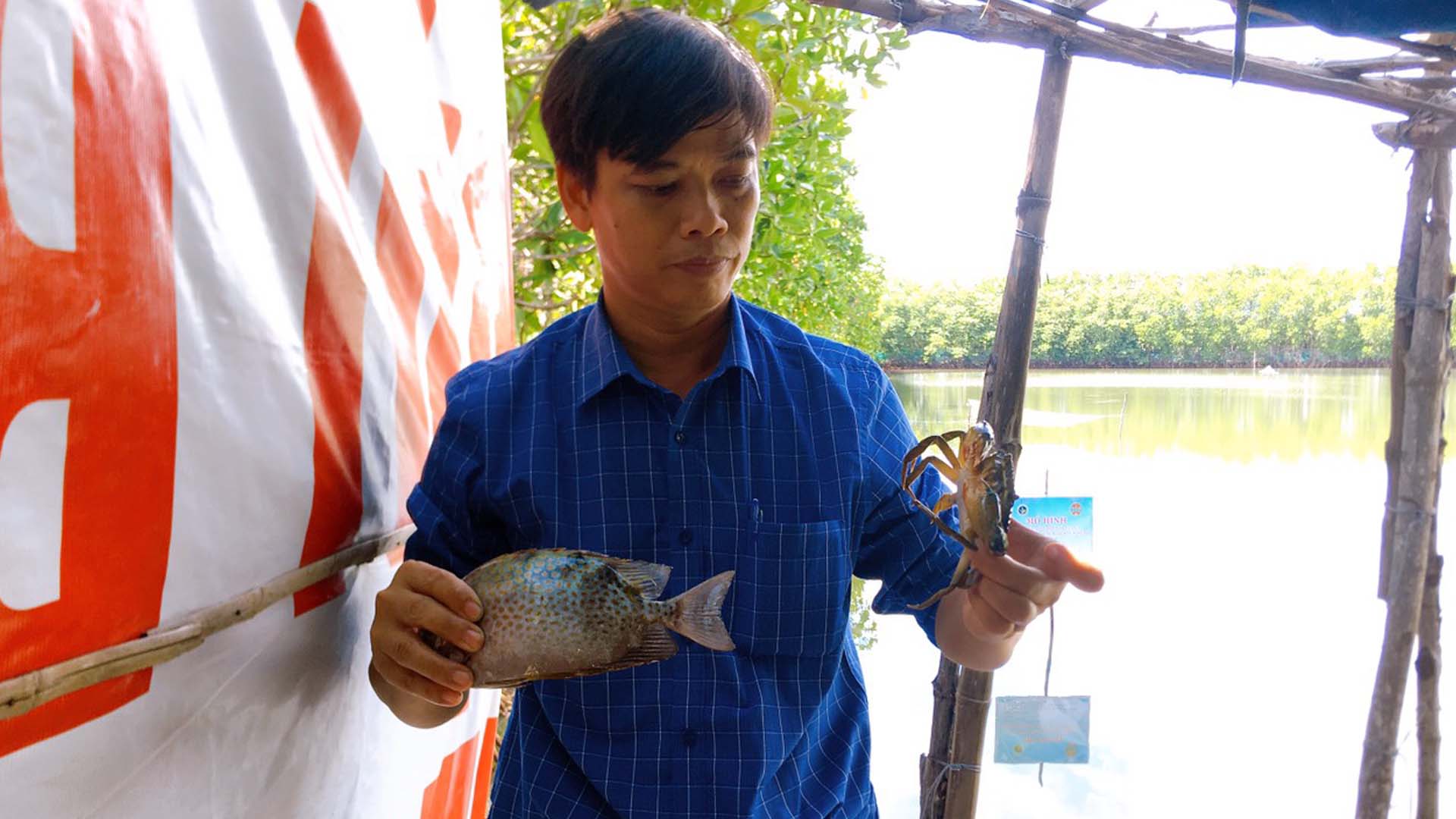 Bình Định: Nuôi ghép tổng hợp tôm, cua, cá trong ao sinh thái cây ngập mặn