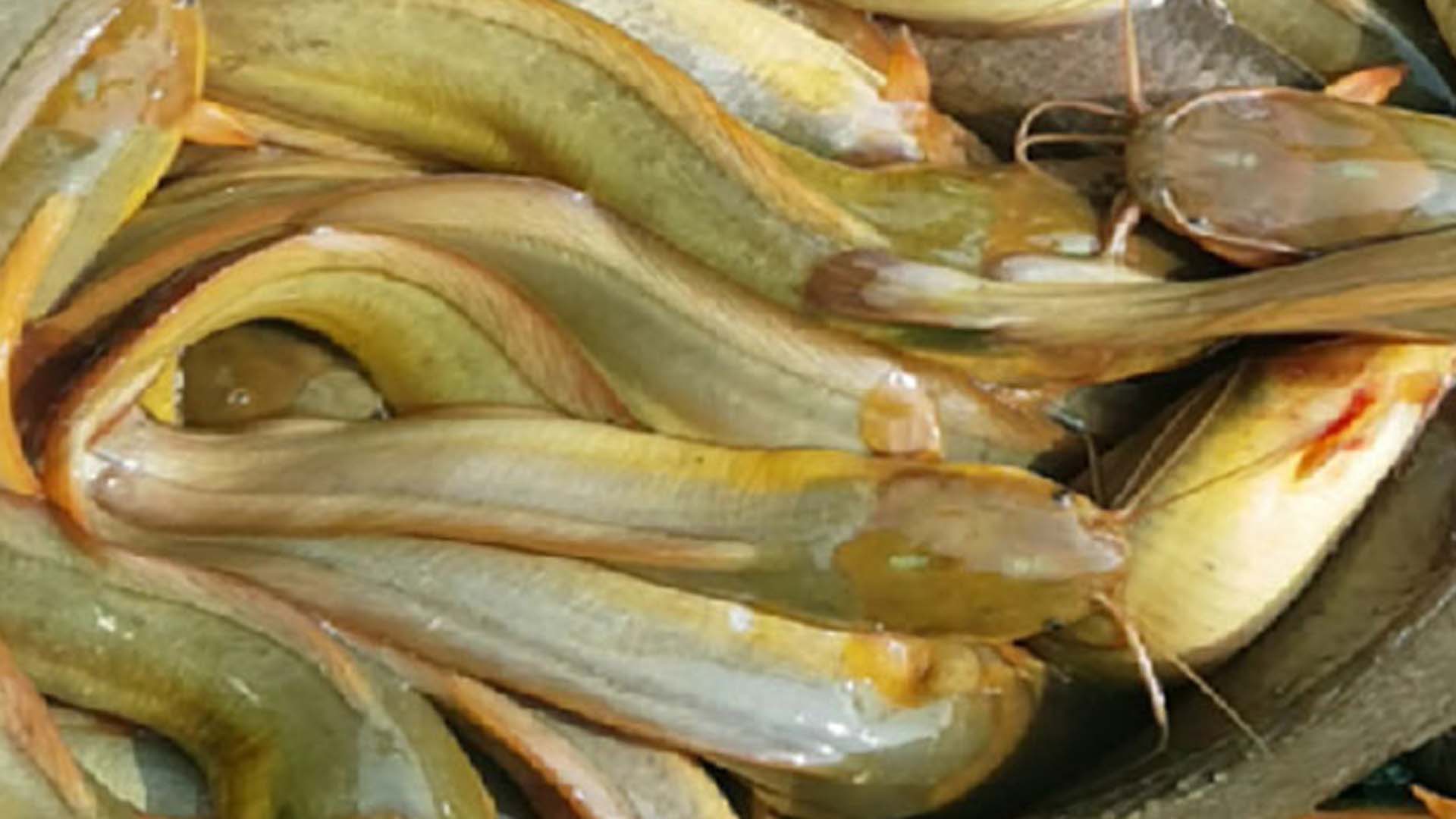 Bắc Giang: Mô hình nuôi cá trê vàng cho thu nhập cao