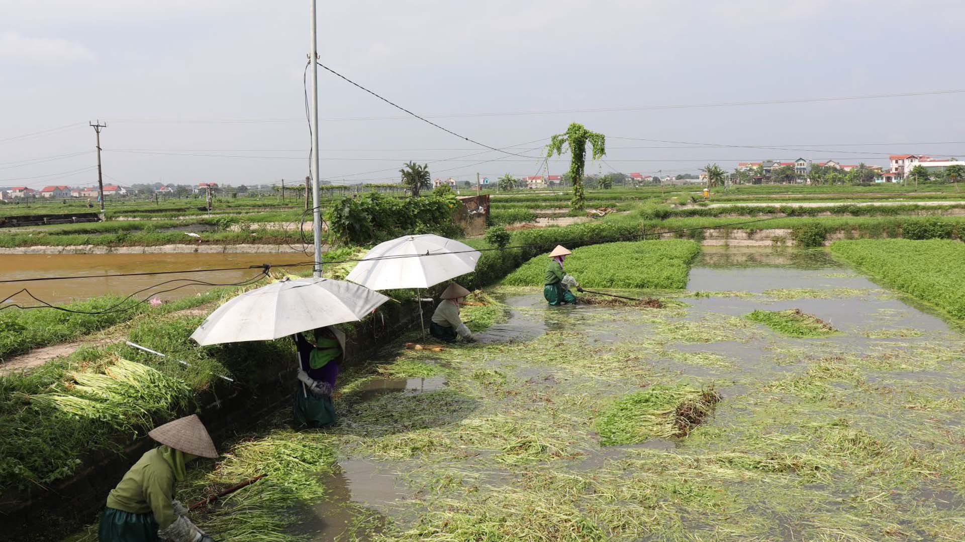 Bắc Giang: Rau cần Hoàng Lương vào vụ thu hoạch