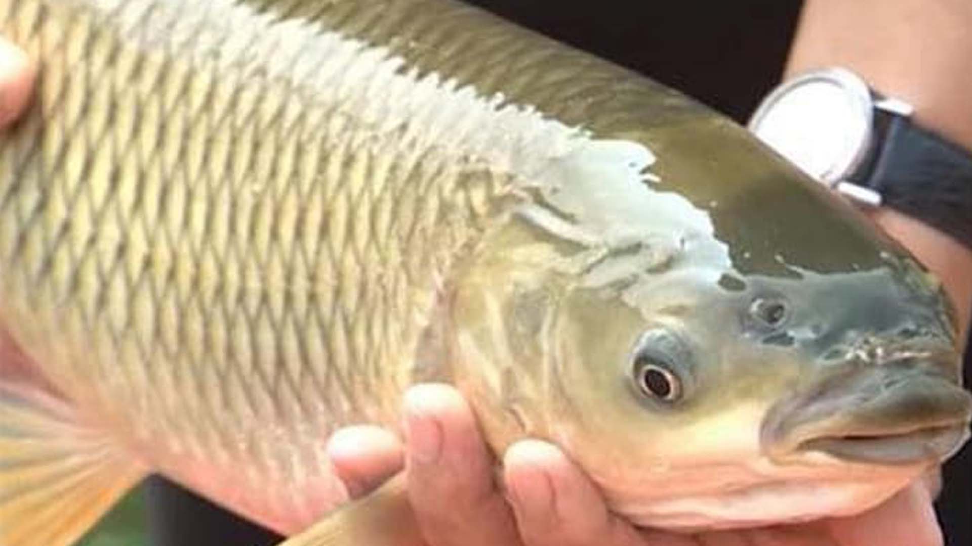 Cá trắm cỏ thích ăn gì nhất và kỹ thuật nuôi cá trắm cỏ đúng cách