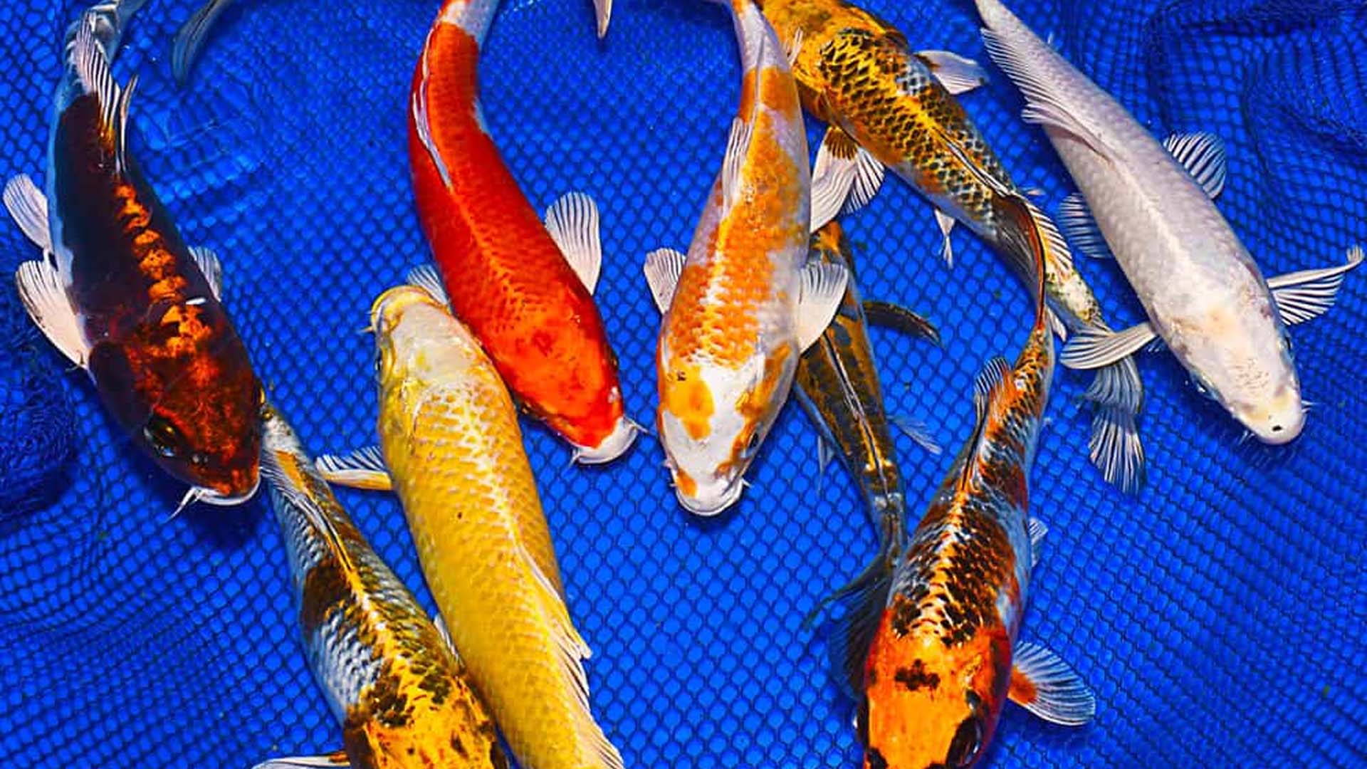 TP Hồ Chí Minh: Kỹ thuật nuôi cá chép Nhật tại Việt Nam