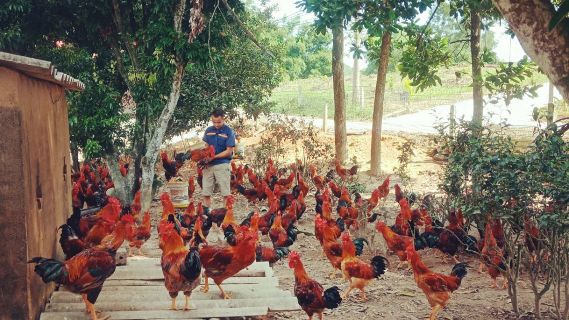 Bắc Giang: Hỗ trợ chăn nuôi gà đồi thảo dược Yên Thế