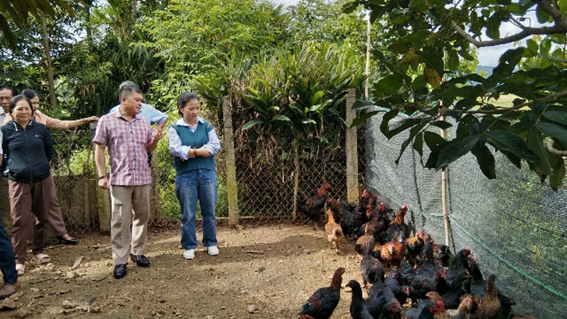 Đắk Lắk: Chăn nuôi gà an toàn sinh học gắn với bảo vệ môi trường, đảm bảo an toàn thực phẩm