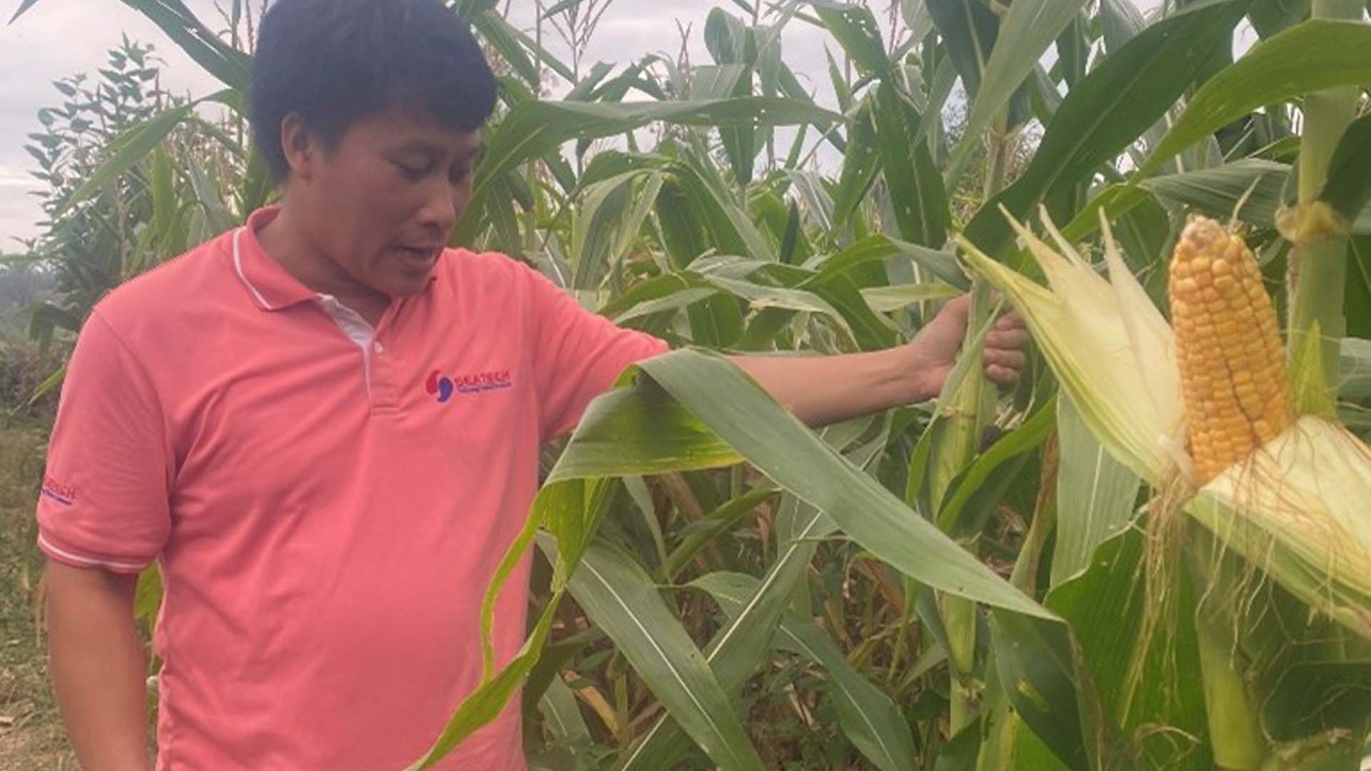 Phú Yên: Cây bắp từ vai trò cây xóa đói thành cây thoát nghèo